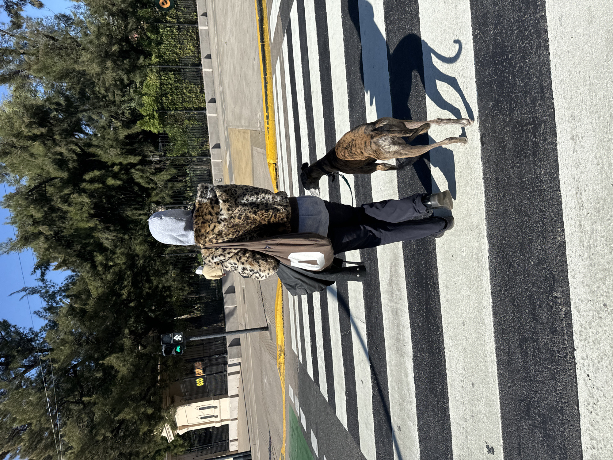 A person and their dog are crossing a pedestrian crosswalk. The person is wearing a hooded sweatshirt, an animal-print jacket, black pants, and dark shoes, and has a satchel over their shoulder. The dog is a brindle-colored breed. The crosswalk has black and white stripes and a yellow tactile strip. A street light with a green walking signal is visible on the left. A sign reads "eco parque" behind the light. The location appears to be in Buenos Aires, Argentina.