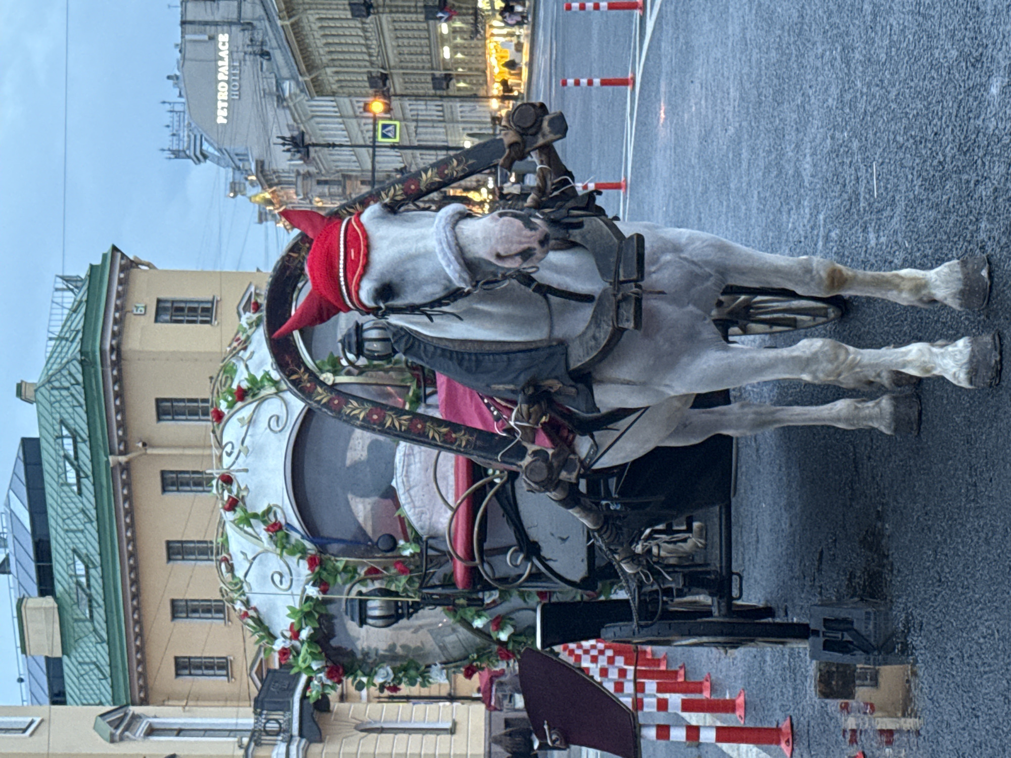 A white horse, adorned with a red novelty hat with ear-like protrusions and silver trim, stands harnessed to a decorated carriage in the city of Saint Petersburg, Russia. The carriage is embellished with an abundance of red roses and white flowers, and features a red seat. The horse wears a black cloth over its back and a white fur-like bridle. The scene is set on an asphalt street, marked with white lines, and bordered by orange and white traffic cones. In the background, an ornate building with a green roof and mansard windows is visible, along with other city architecture. One building in the distance displays the illuminated sign "PETRO PALACE HOTEL." The sky is overcast and the overall lighting suggests it is either early morning or late evening.