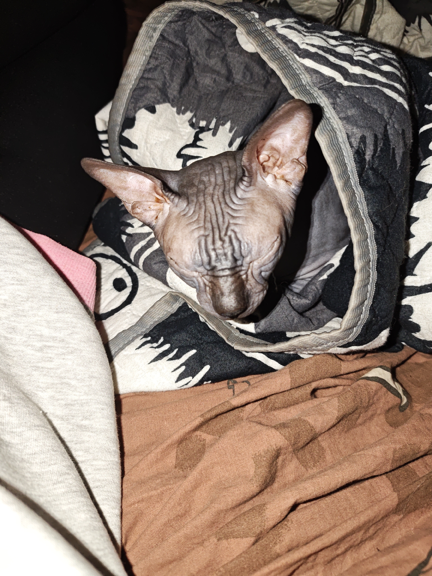 A hairless cat is nestled within a patterned blanket. The cat's head and upper body are visible, with its wrinkled skin and large ears clearly discernible. The blanket features a black and white abstract design. The cat appears to be resting or sleeping. The surrounding environment consists of other fabrics, one appearing to be a soft, light grey textile and another a rust-colored, wrinkled material. The overall scene suggests a domestic setting, likely a bed or sofa. There is no indication of the city of Voronezh, Russia in this image.
