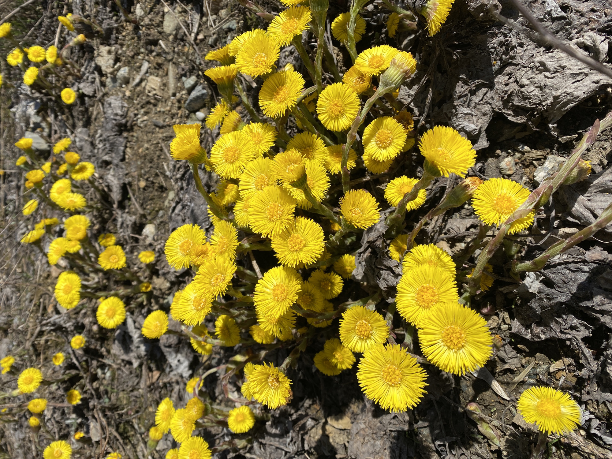 The image shows a patch of bright yellow flowers, possibly coltsfoot (Tussilago farfara), growing in a natural setting. The ground appears to be covered with dry leaves, twigs, and some rocky debris. The flowers are the main focus, with many clustered together and a few scattered around the edges of the frame. The setting is not explicitly identifiable as Yekaterinburg, Russia, as the image lacks city-specific landmarks. Without additional information, the location can only be inferred as a natural area where these flowers are growing, possibly a park or roadside.