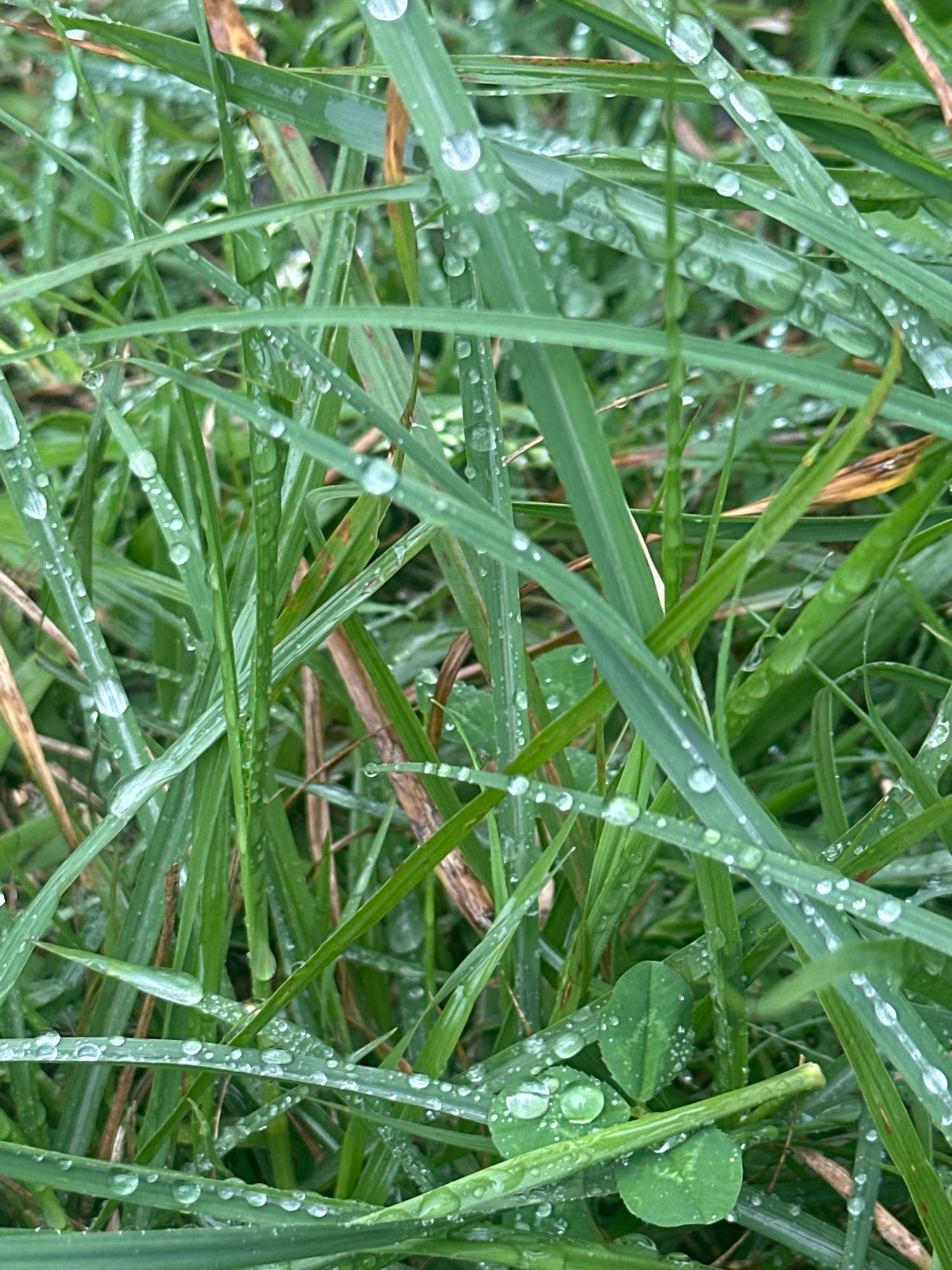 The image shows a close-up view of wet grass and clover. Numerous water droplets are visible on the blades of grass and the clover leaves, reflecting light. The grass is predominantly green, with some hints of brown and dried blades interspersed. The focus is on the texture and detail of the foliage and the water droplets. The image does not contain any people, actions, or interactions. The environment is a natural outdoor setting, likely a lawn or meadow. There is no specific information about the location within the city of Thora, Australia.