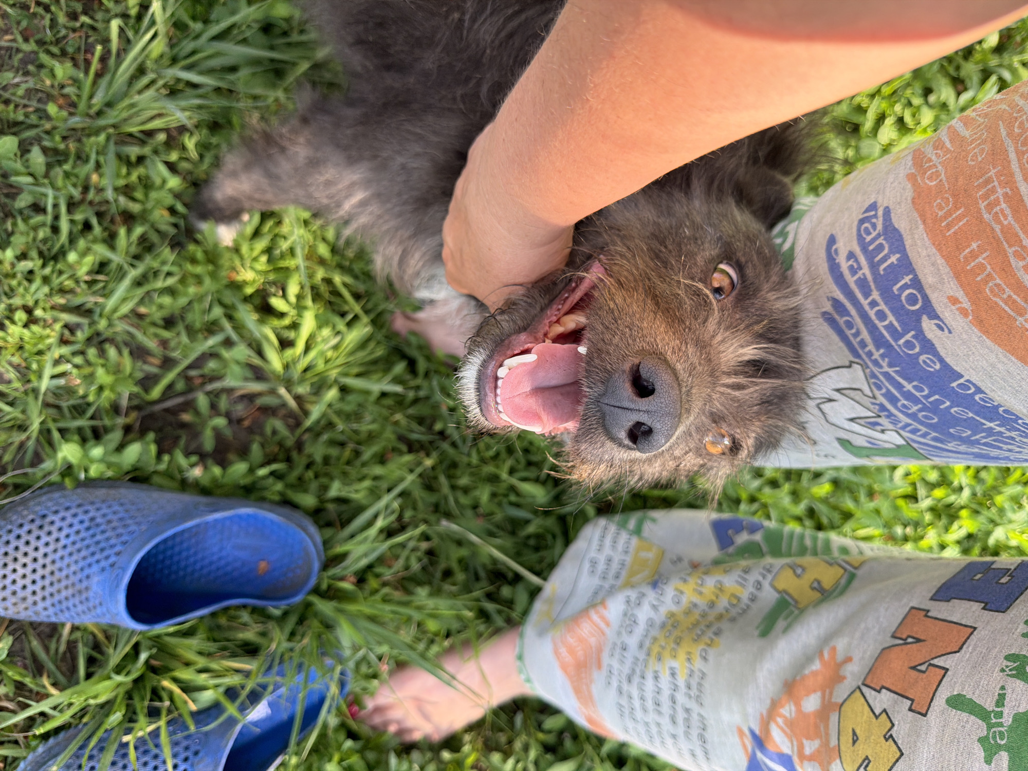 The image shows a gray, scruffy dog lying on its back in green grass. A person's arm is around the dog's neck, and the dog's mouth is open. The person is wearing patterned pants and has bare feet. A blue sandal sits in the grass near the person's foot. The pants feature text likely in Russian, although the exact words are unclear due to their angle and the pant's material. The scene appears to be outdoors. The location is Leningradskaya, Russia.