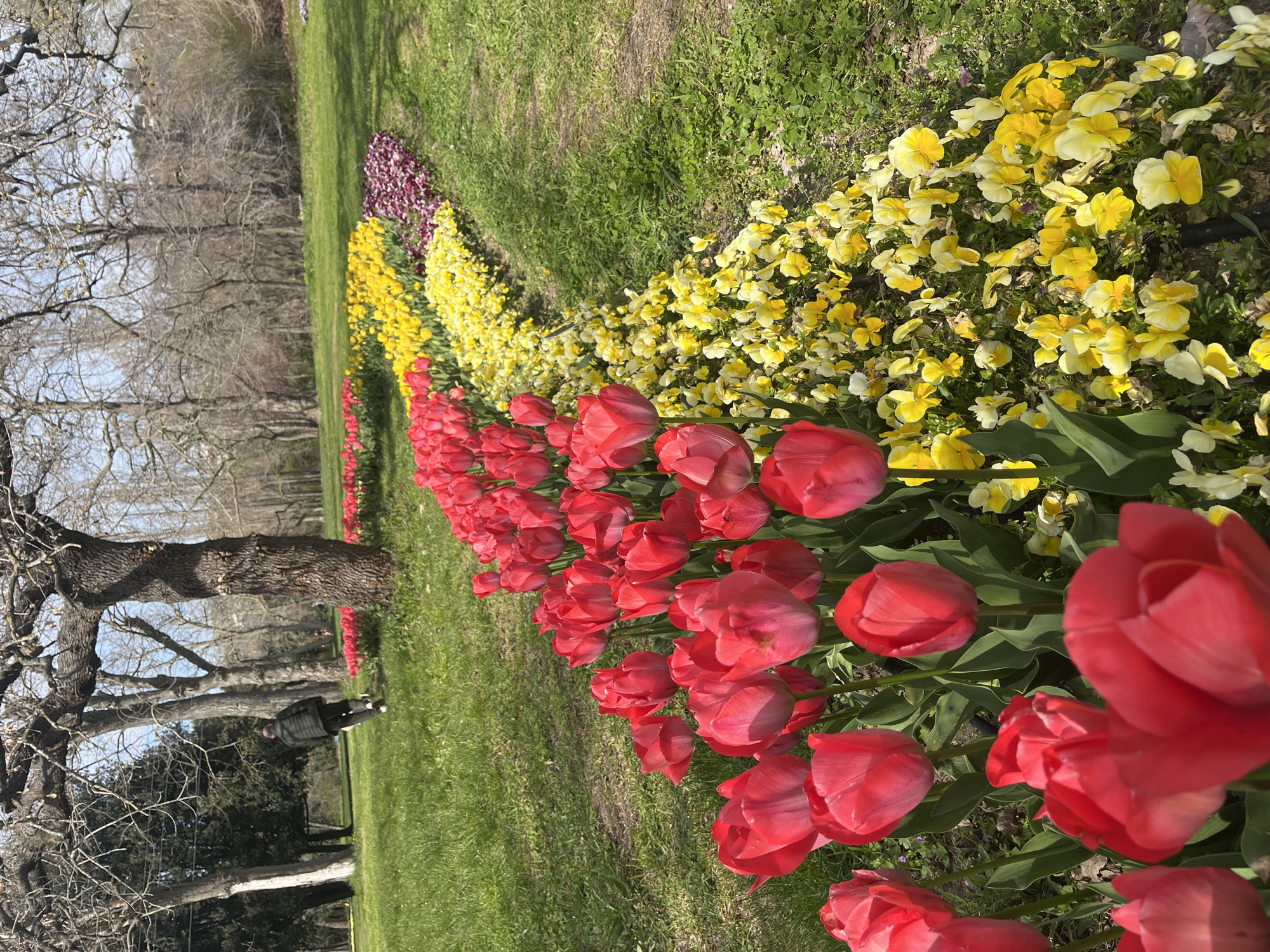 A ground-level, long shot depicts a garden landscape, likely in the spring or early summer, with a diagonal arrangement of flower beds on a grassy lawn. The flower beds consist of rows of red tulips in the foreground, followed by a row of yellow pansies, and farther away, rows of other flowers, including purple ones. Trees with bare branches are visible in the background, indicating early spring. A tree stands to the left in the midground. In the background, next to the trees, there is a person walking. Based on the colors and arrangement of the flowers, this could be a garden within a public park. There are no distinctive buildings or landmarks in the photograph, which makes it difficult to confirm that the location is Varna, Bulgaria.