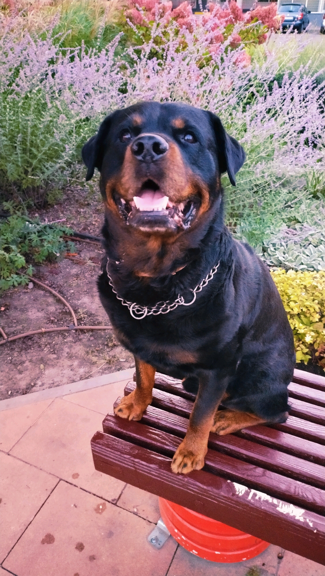 A black and tan Rottweiler dog sits on a dark red wooden bench with its mouth open, panting and looking forward. The dog is wearing a silver chain collar. Behind the dog, there is an abundance of flowering bushes with light purple and pink blooms, as well as green foliage. The ground in front of the bench is paved with light brown square tiles. In the background, a dark blue car is visible parked on a street. The scene appears to be an outdoor setting, possibly a park or garden, in the city of Horishni Plavni, Ukraine.