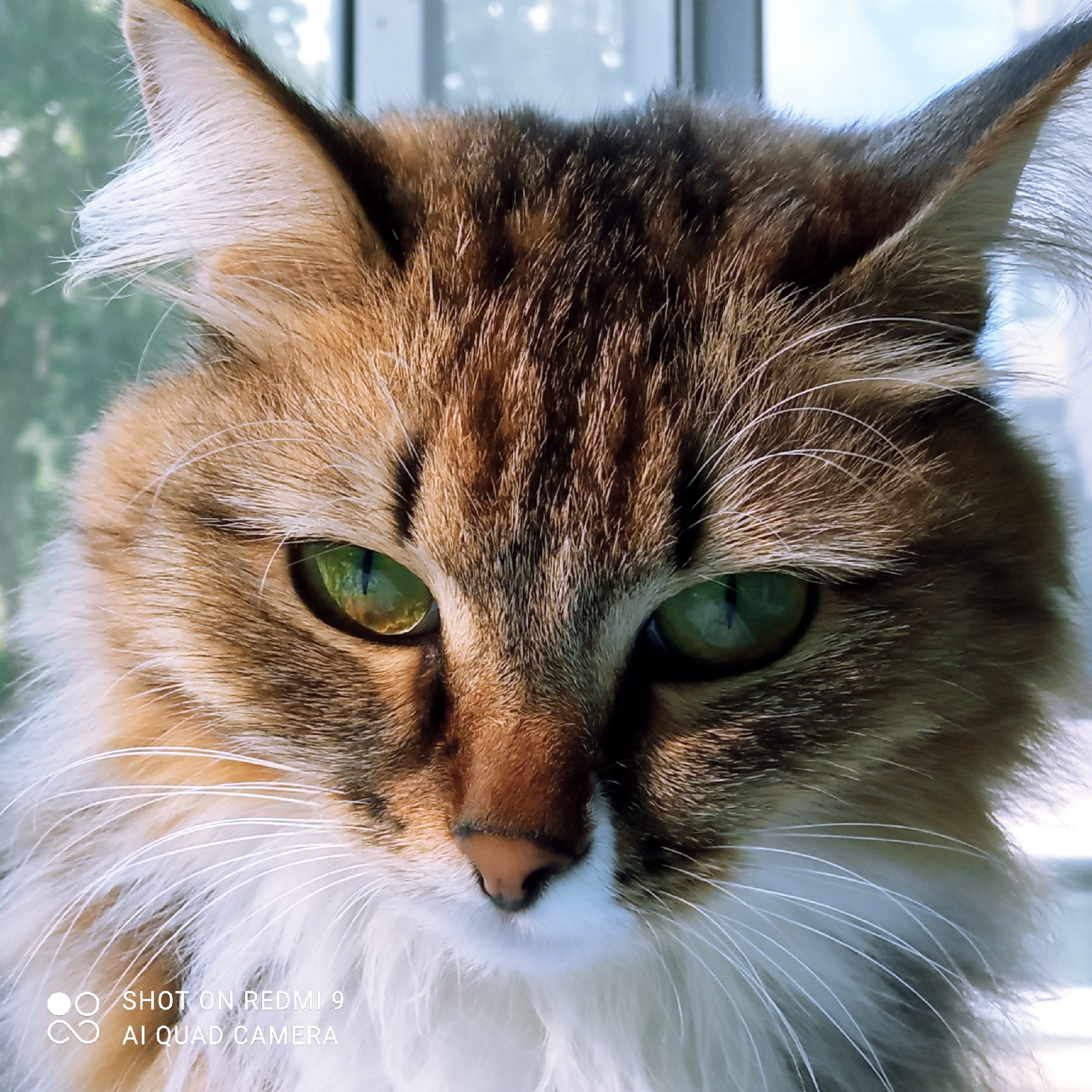 This is a close-up, eye-level portrait of a cat, likely taken indoors near a window. The cat has striking green eyes and a predominantly brown and white coat with tabby markings. Its fur appears fluffy, particularly around its face and chest, with long white whiskers. The cat's expression is focused and somewhat intense, with its ears perked slightly.
The background is softly blurred, suggesting a shallow depth of field. Through the window behind the cat, glimpses of greenery and sky are visible, indicating it might be daytime. The lighting suggests natural light coming from the window, creating a gentle illumination on the cat's face.
The overall mood is serene and intimate, capturing a moment of quiet observation by the animal. There is no discernible activity other than the cat's presence and gaze.
Visible text in the bottom left corner of the image reads "SHOT ON REDMI 9" and "AI QUAD CAMERA", which are likely camera manufacturer watermarks. Given the location context of Chaikovsky, Russia, this image was captured there.