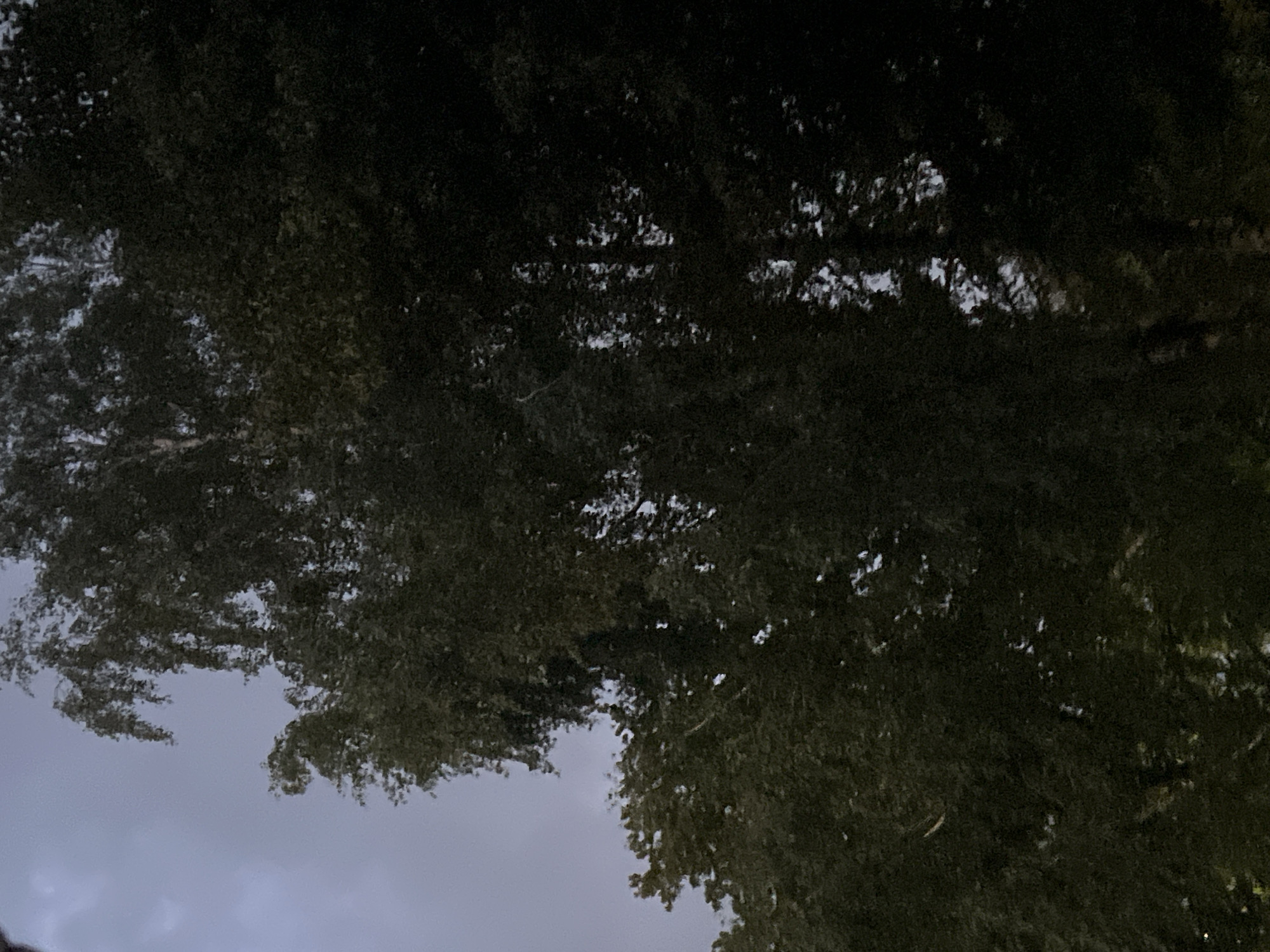 The image is a low-angle shot of trees against a cloudy, dark sky. The trees are dense and leafy, with some branches visible. The sky appears to be overcast and grey, suggesting either dawn, dusk, or a heavily clouded day. There are no people or specific landmarks visible that would indicate a precise location in Vilnius, Lithuania. The overall impression is one of nature in an urban setting, with the focus on the foliage and the atmosphere of the sky.