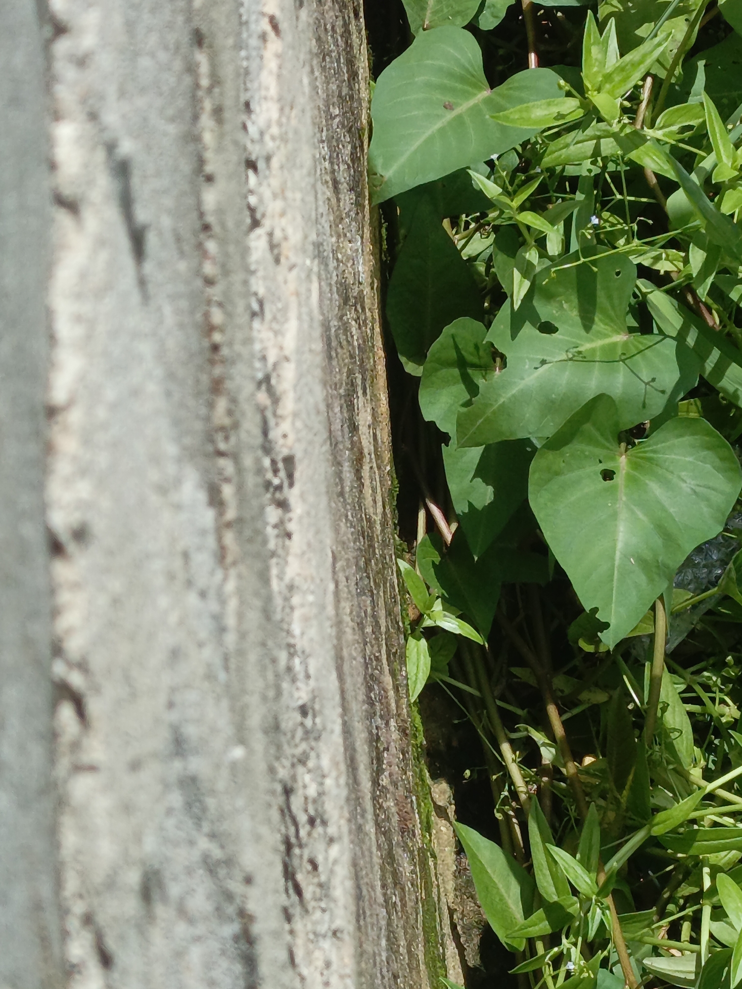 The image shows a close-up view of a weathered concrete wall overgrown with various green plants. The wall, positioned on the left side of the frame, has a rough, textured surface with visible signs of aging and possible moisture damage. The plants, clustered on the right side of the frame, include broad-leafed vines and smaller, grass-like vegetation. The composition suggests the location is a neglected urban space where nature is reclaiming man-made structures. No people or interactions are visible. The specific city is not discernible from the image alone.