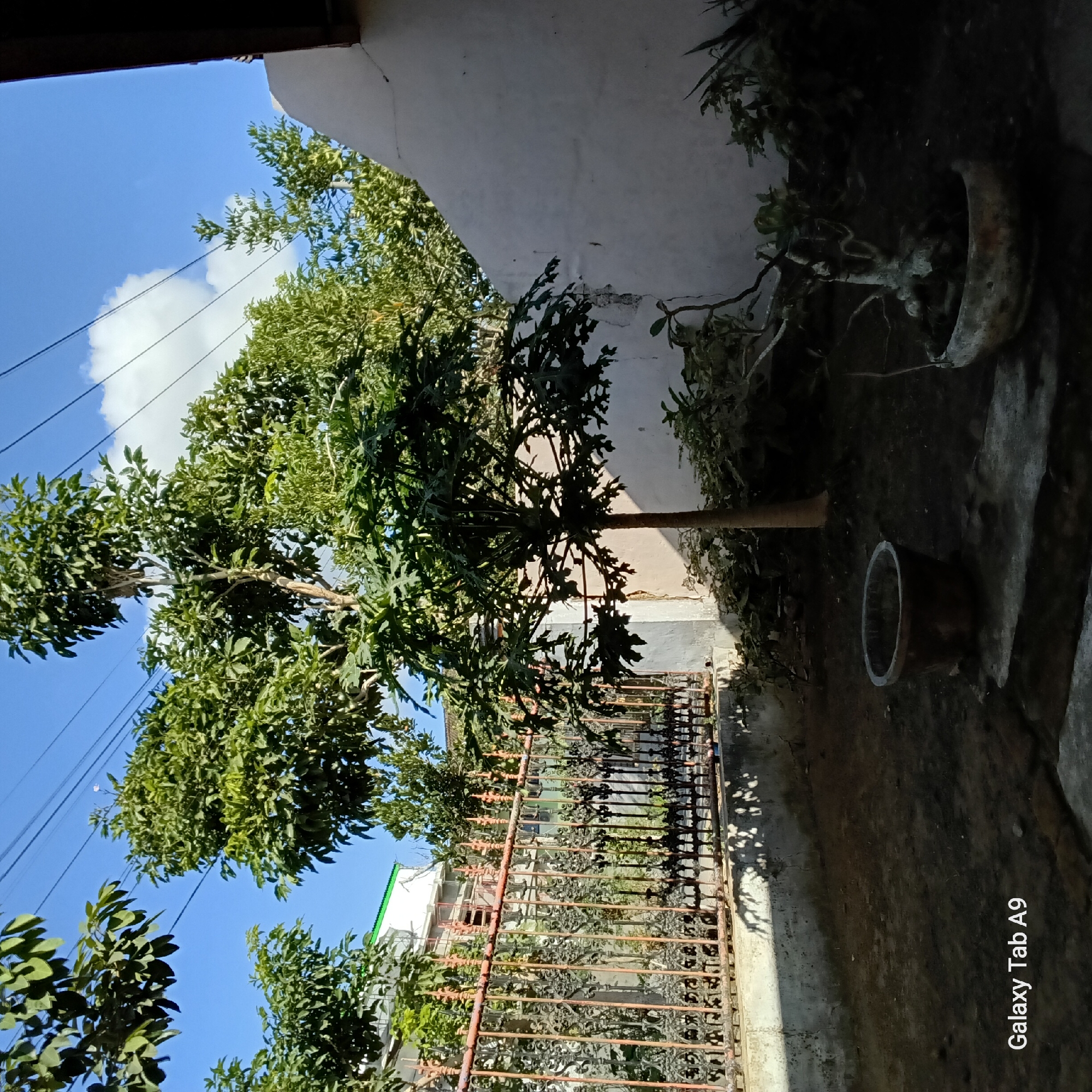 The image shows a backyard in Sambirejo, Indonesia, on a clear day with blue skies and scattered clouds. The foreground features a dark, earthy ground with some scattered debris. To the left, a large, empty clay pot sits on a concrete slab. In the center, a young papaya tree stands tall, its leaves casting shadows. To the right, a small bonsai tree in a weathered pot is visible, along with some low-lying plants.
Behind the papaya tree, a white wall with some cracks and discolored patches dominates the right side of the frame. A section of a dark, overhanging roof is visible at the top right. A decorative, rusted metal fence runs along the left and middle background, separating the yard from a building. The building appears to be under construction or renovation, with scaffolding and exposed concrete visible through the fence. Trees with lush green foliage line the background, and power lines stretch across the upper portion of the image. The bottom left corner displays "Galaxy Tab A9" branding. No people are present in the scene.