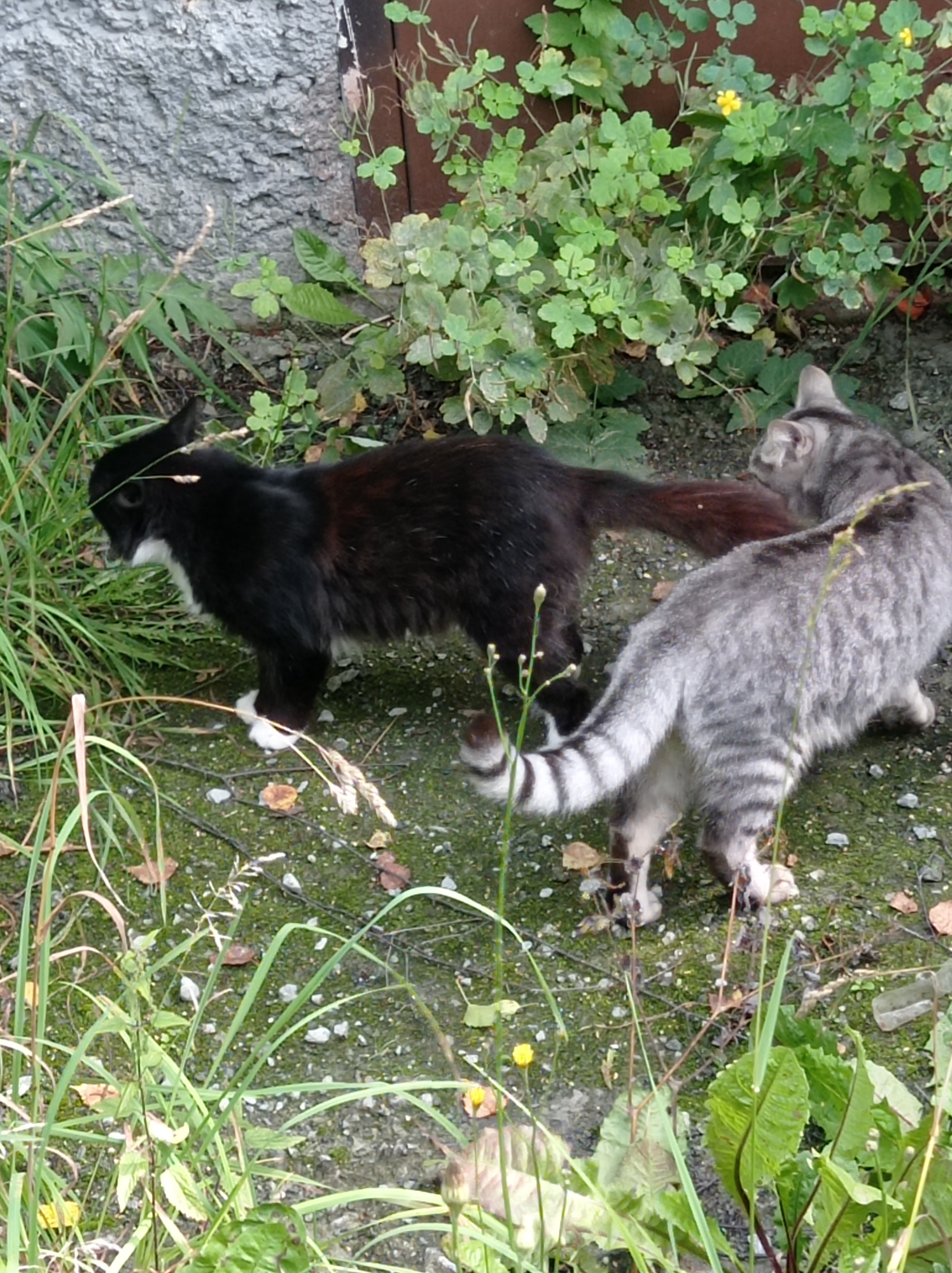 Two cats, one black and white and the other gray tabby, are outdoors on a patch of ground covered with gravel and moss. The black and white cat is facing left, with its head down, possibly sniffing the ground. Its white paws are visible. The gray tabby cat is facing away from the camera, to the right, with its tail raised and striped. It appears to be standing over the black and white cat. In the background, there is a rough, grey textured wall, and green foliage with small yellow flowers. The scene is located in the city of Degtyarsk, Russia, likely in a residential area.