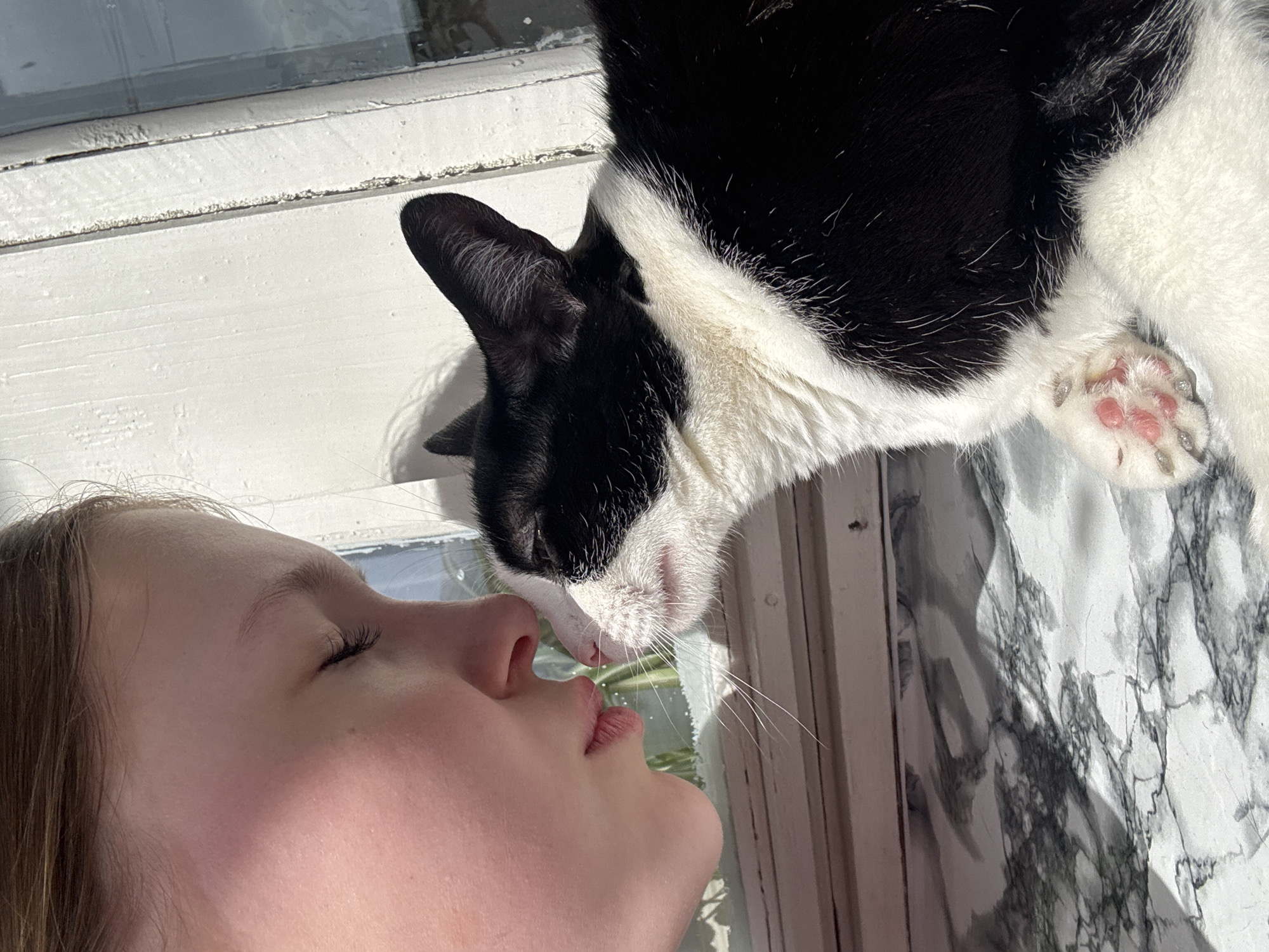 The image captures a tender, close-up interaction between a young girl and a black and white tuxedo cat. The girl, positioned on the left, has light brown hair, closed eyes, and slightly puckered lips, suggesting she is about to kiss or receive affection. The cat leans down from the top right, its nose touching the girl's, indicating a close bond. Its prominent white whiskers are visible, and one front paw with distinct pink pads rests on a patterned surface that resembles marble.
The scene is set indoors, likely near a window, as indicated by the bright natural sunlight streaming in, which creates strong highlights and shadows. Part of a white, somewhat weathered wooden window frame or windowsill is visible in the background. The strong illumination suggests it is daytime. The overall emotion conveyed is one of deep affection, peace, and a loving connection between the child and her pet. There is no visible text in the image. The context for this intimate moment is Chaikovsky, Russia.