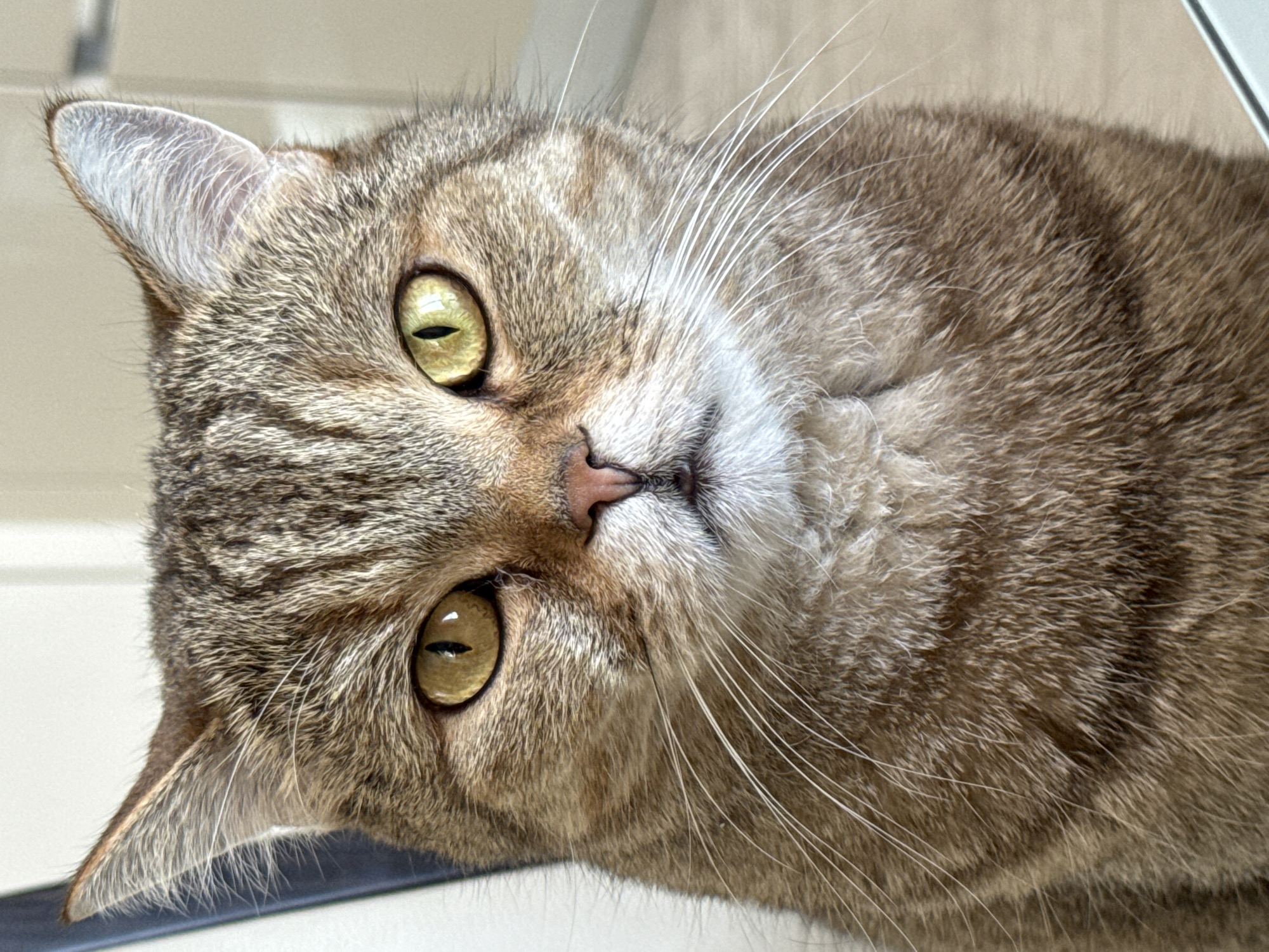 A close-up shot of a brown tabby cat with yellow-green eyes. The cat's face fills the frame, tilted slightly to the left. The cat has a pink nose and white whiskers. The background is out of focus and appears to be a light-colored surface. There is no evidence to indicate this image was taken in Saint Petersburg, Russia.