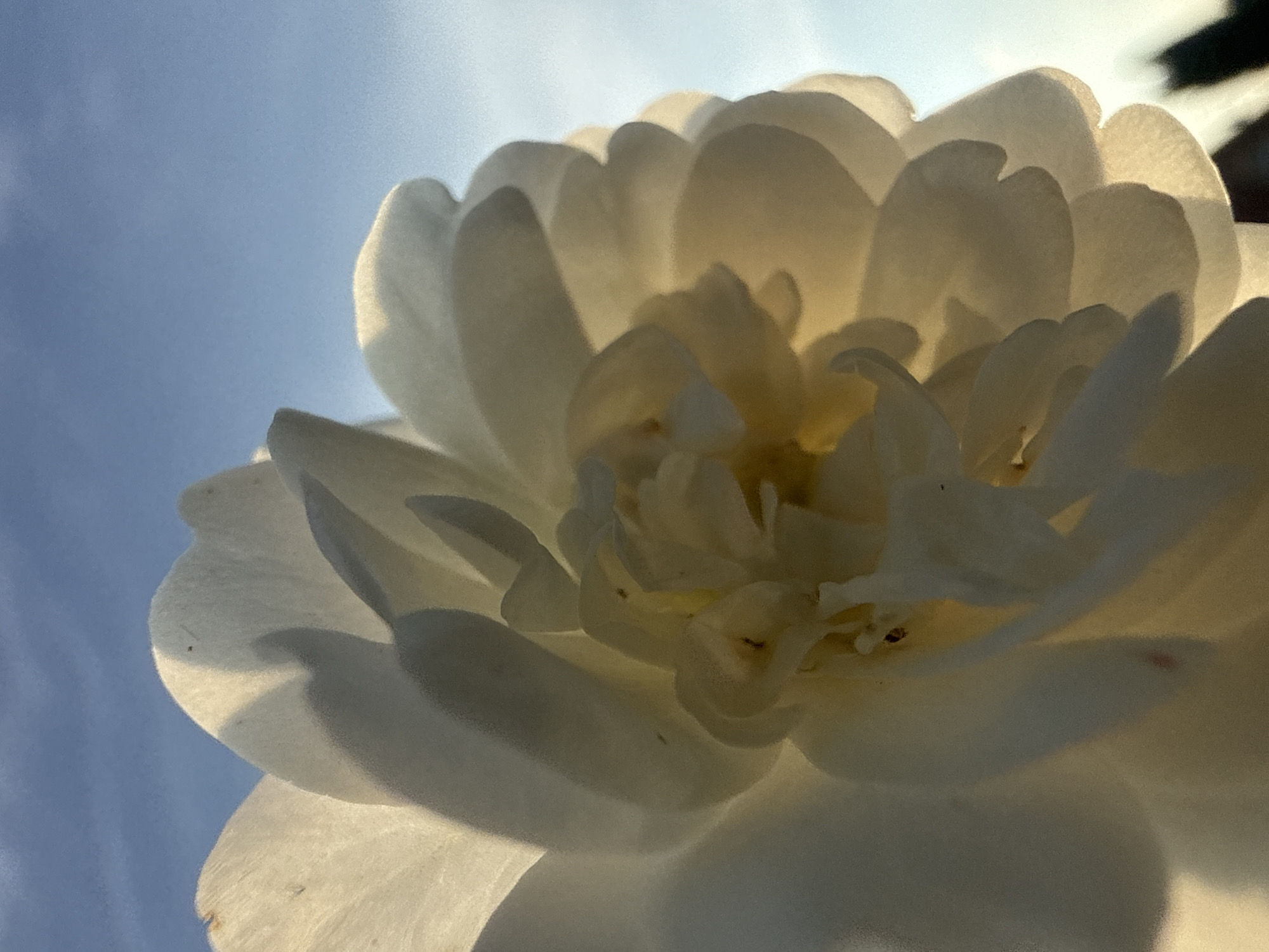 A close-up, low-angle shot of a white flower with multiple petals is captured against a bright blue sky with wispy clouds. The flower's petals are translucent in the backlight, revealing subtle veins and casting soft shadows. The center of the flower is a lighter yellow hue, with some darker specks visible. The background is mostly sky, with a blurry dark green silhouette of trees or bushes at the bottom right edge of the frame. The image was taken outdoors in Bad Salzschlirf, Germany.