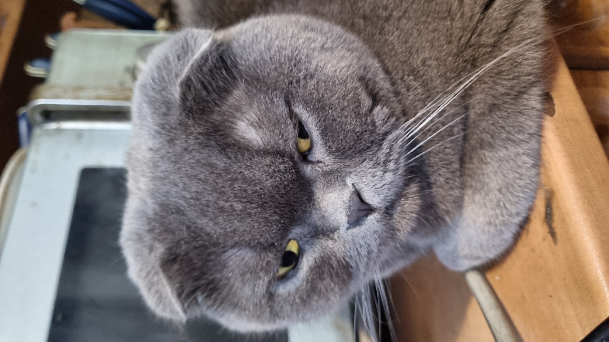 A close-up shot captures a grumpy-looking British Shorthair cat with grey fur and yellow eyes. The cat is positioned on a wooden surface, with its folded ears prominent. In the background, a blurred metallic object, possibly a household appliance, is visible. The image was taken in Vysokoe, Russia.
