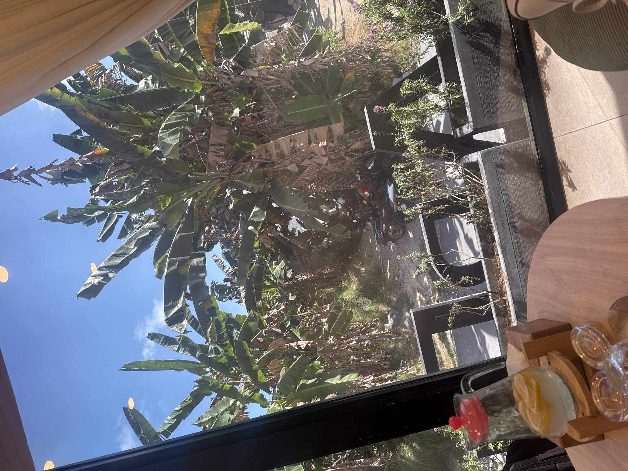The image shows a view from inside a building looking out through a window. Outside, lush green banana trees dominate the scene under a bright blue sky with a few scattered clouds. The sun appears to be shining, casting shadows and creating a bright, possibly warm, atmosphere. In the background, there is a dirt path and some greenery, suggesting an outdoor environment.
On the right side of the image, inside the building, a wooden table holds a glass pitcher with a red lid, partially filled with a clear liquid and lemon slices. Next to it are several empty glasses, suggesting someone is or was preparing to serve drinks. The overall setting appears to be a cafe or restaurant with an outdoor seating area or view of tropical vegetation. There are some small, circular lights visible, potentially string lights, adding to the ambiance.
The perspective is from above, looking down and outwards, with the banana leaves creating a canopy effect. The image's orientation is slightly tilted, with the sky appearing to the left and the ground to the right. No people are clearly visible, but there are hints of activity with the drinks setup. The overall mood is relaxed and possibly tropical, given the banana trees and bright sunlight. There is no visible text in the image. The location context of Kuta Selatan, Indonesia, further supports the interpretation of a tropical, sunny setting with abundant vegetation.