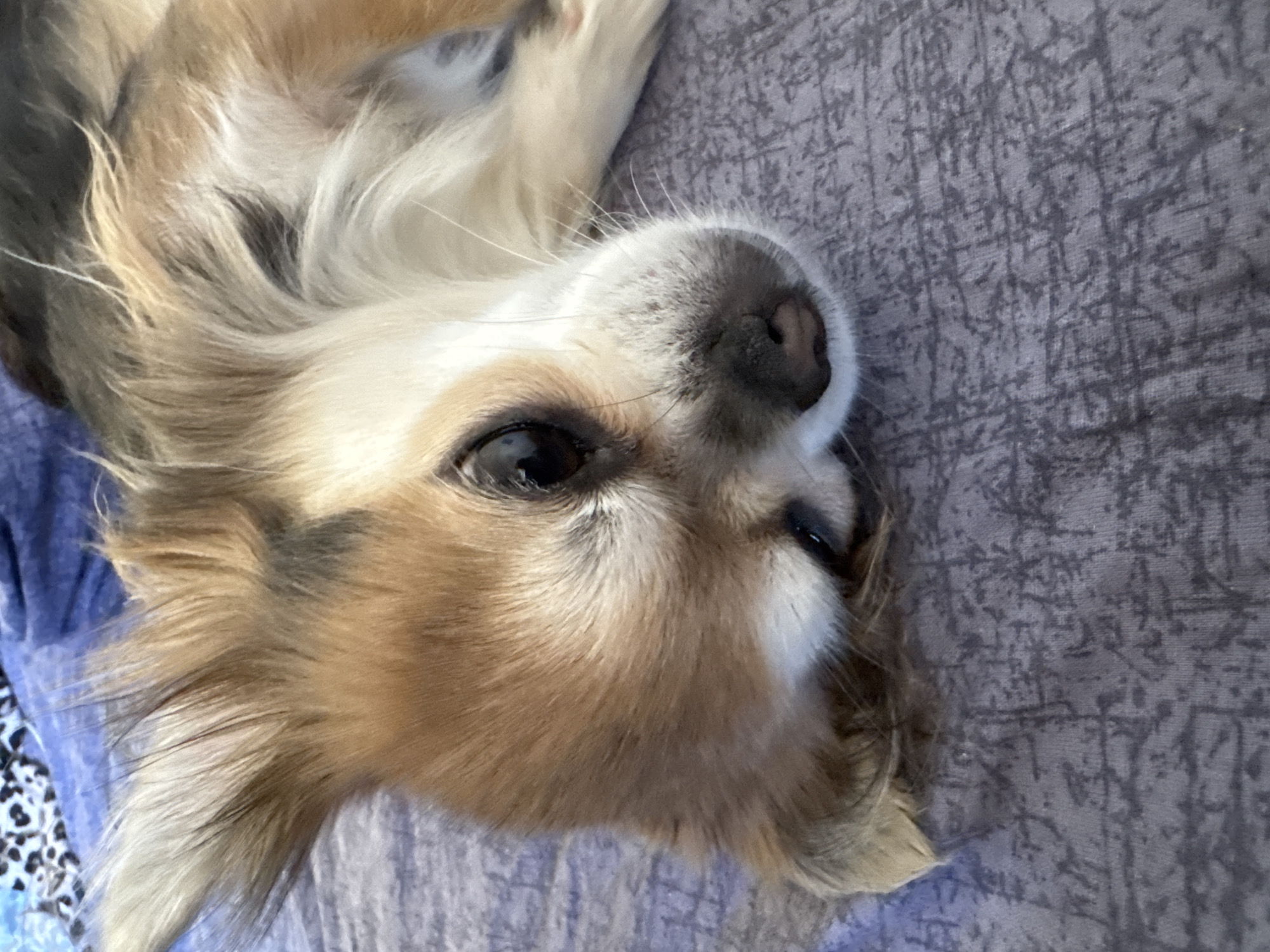 The image displays a close-up, high-angle view of a long-haired Chihuahua-type dog resting indoors. The dog's coat is primarily tan and light brown, accented with white fur on its muzzle, under its eyes, and across its chest. Darker brown or black markings are visible on its ears and along its back. Its large, dark eyes are open and directed towards the camera, conveying a tranquil demeanor. The dog's black nose is prominent, with a hint of pink visible inside its nostrils. Its ears are adorned with long, feathery fur, which also frames its face. The dog is positioned on a textured fabric, which appears to be a muted purple or grey bedding material, featuring a subtle, abstract, or distressed pattern. In the upper left background, a distinct blue fabric with a black and white leopard print pattern is partially visible. The scene is illuminated by soft lighting, highlighting the dog's fur. This indoor setting is located in the city of Saint Petersburg, Russia.