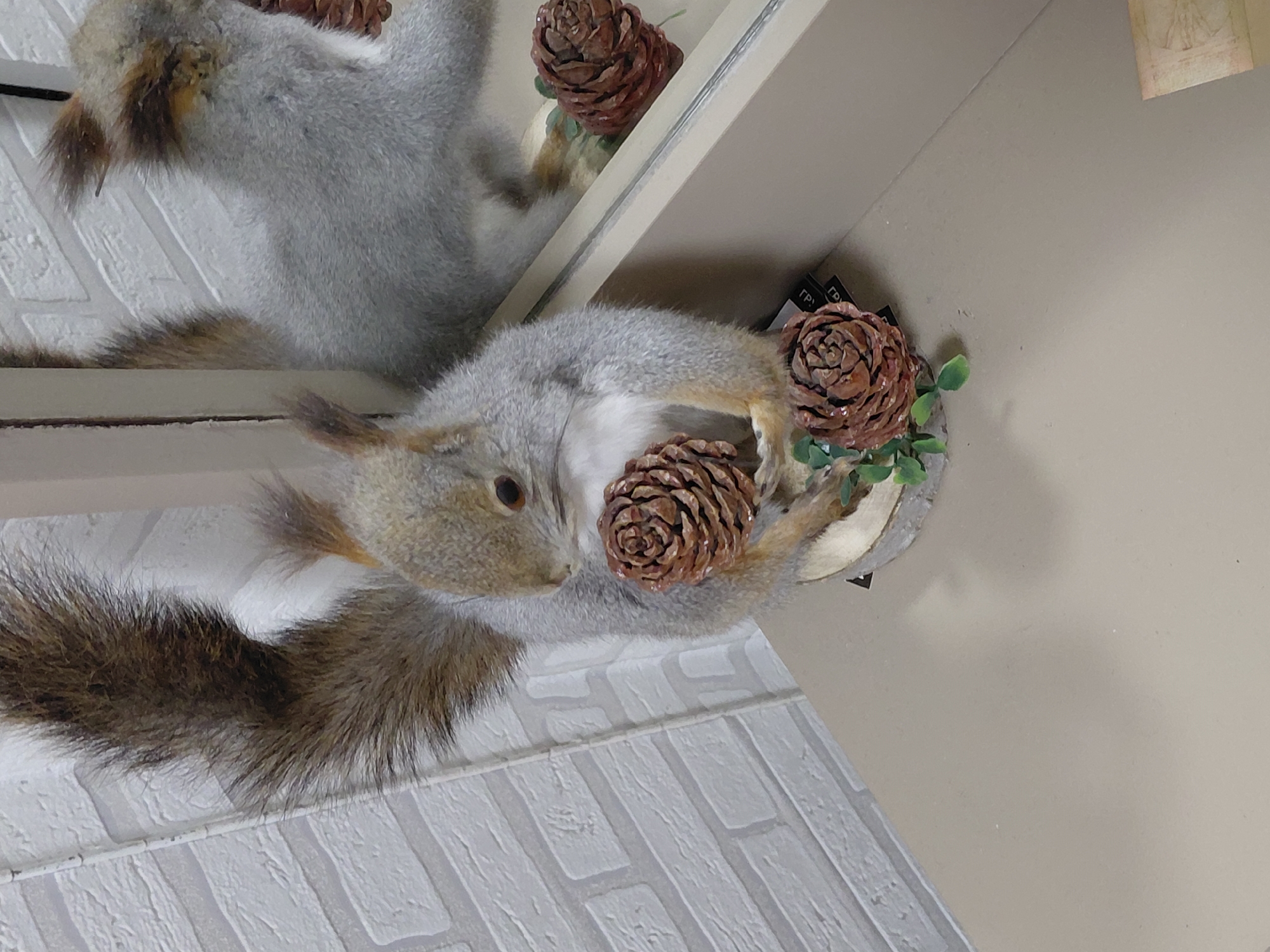 This vertical shot captures a taxidermied squirrel display within an indoor setting, likely in Nadym, Russia. The primary subject is a grey-furred squirrel with a distinctive bushy brown-and-grey tail, perched on a light beige surface, possibly a shelf or stand. It is posed holding a large, brown pinecone. Surrounding this squirrel are several other large pinecones, some of which appear to have a glossy or glittery coating, interspersed with small clusters of green artificial foliage, creating a naturalistic arrangement.
Above the main squirrel, a clear reflection of another squirrel's upper body and a pinecone is visible in a mirror or highly reflective surface. This reflection creates a visually striking doubled effect, appearing as if another squirrel is positioned directly above the first.
The background consists of two distinct wall textures. To the left and bottom of the image, there is a white or light-colored wall with a textured, brick-like pattern, possibly wallpaper or paneling. To the right and above, a smooth, uniform light beige wall is visible, against which the display is mounted. The lighting appears to be artificial, illuminating the display clearly.
A small, dark rectangular label is partially visible on the beige wall, near one of the reflected pinecones. The visible Cyrillic text on this label includes "ГР" and what appears to be "ТРУ" or "ГРУ". Another faded, rectangular piece of paper is attached higher up on the smooth beige wall. The overall scene suggests a decorative or natural history exhibit.