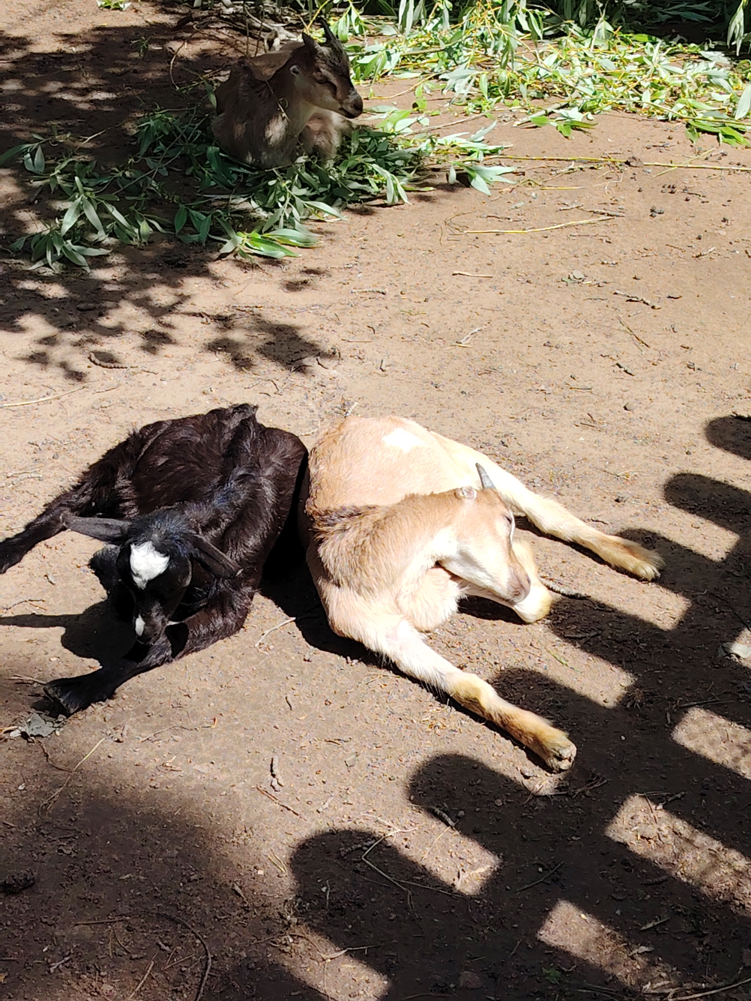 Three young goats are resting on a patch of sunlit, reddish-brown dirt in an outdoor setting in Chaikovsky, Russia. In the foreground, two goat kids are lying down side-by-side. The goat on the left is black with distinct white markings on its forehead and nose, while the one on the right is light tan or beige, showing hints of darker fur on its back. Both have small, developing horns. They appear relaxed, facing away from each other.
In the upper background, a third, darker brown goat is also resting amidst a scattering of green leaves and thin branches, partially obscured by the foliage and shadows. This goat also has small horns.
The ground is dry dirt with some small twigs and debris scattered around. The scene is brightly lit by strong sunlight, which casts sharp, dappled shadows from unseen trees or structures across the ground, indicating a clear, sunny day. The goats appear calm and peaceful. There is no visible text in the image.