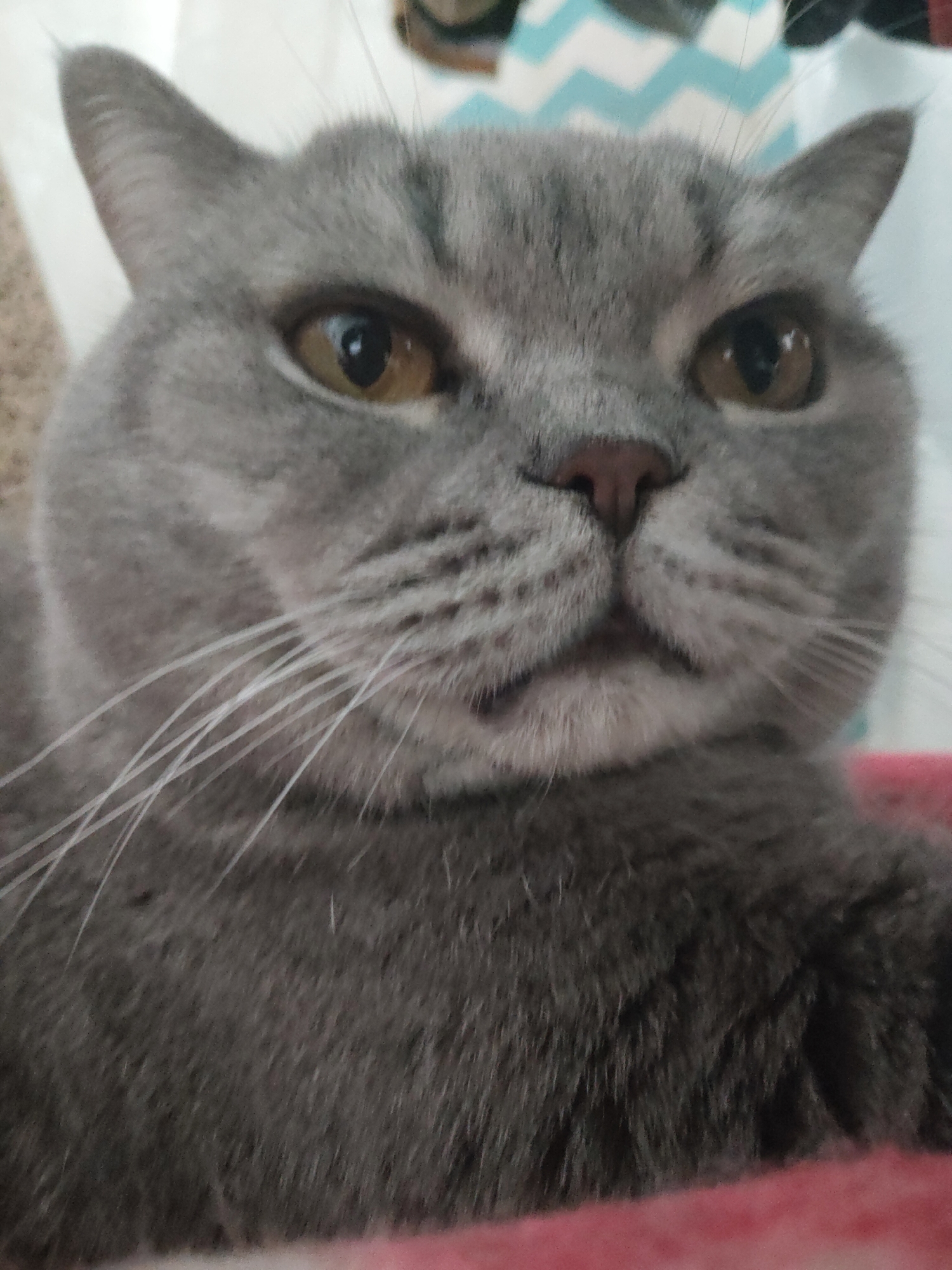 A close-up portrait shows a grey cat, likely a British Shorthair, looking directly at the camera. The cat has dense, short grey fur, prominent long white whiskers, and a small pinkish-brown nose. Its large, round eyes are an amber or light brown color, and it appears to have a serious or slightly unimpressed expression. The cat's ears are pointed and covered in grey fur. The lower part of the frame shows a red or pink soft fabric, suggesting the cat is resting on a blanket or cushion. The background is mostly out of focus, revealing a light-colored surface behind the cat's head and a blurry blue and white chevron pattern on the upper right side. The overall setting appears to be indoors. There is no discernible activity other than the cat posing for the photograph. No text is visible.