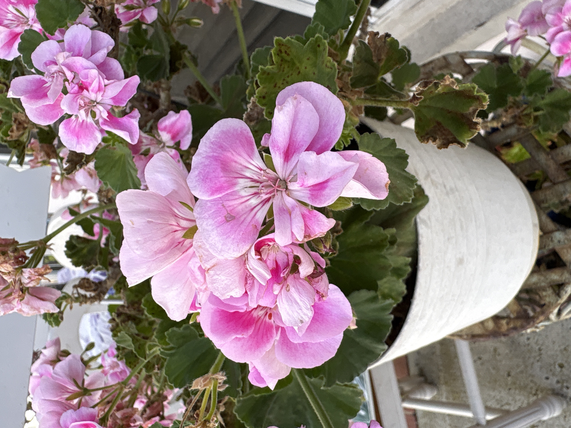 The image displays a close-up, top-down view of vibrant pink geranium flowers in bloom, likely situated in an outdoor setting in Seal Beach, United States of America. The primary subjects are the clusters of delicate pink petals, with some showing darker pink veins and white centers. The flowers vary in their state, with some appearing fresh and fully open, while others show signs of wilting or fading.
Surrounding the blossoms are numerous green leaves, many of which exhibit dark brown spots and dried edges, suggesting possible stress, disease, or the natural aging process of the plant. The foliage has a slightly ruffled or serrated edge. The plant is contained within a white cylindrical planter, part of which is visible on the right side of the frame. Behind and around the planter, a woven, lattice-like structure, possibly a decorative basket or part of a stand, can be seen.
The lighting is bright and natural, indicating it is daytime. The overall scene suggests a cultivated outdoor space, such as a balcony, patio, or garden. There are no people visible, and no specific activity is taking place beyond the natural state of the blooming plant. No text is visible in the image.