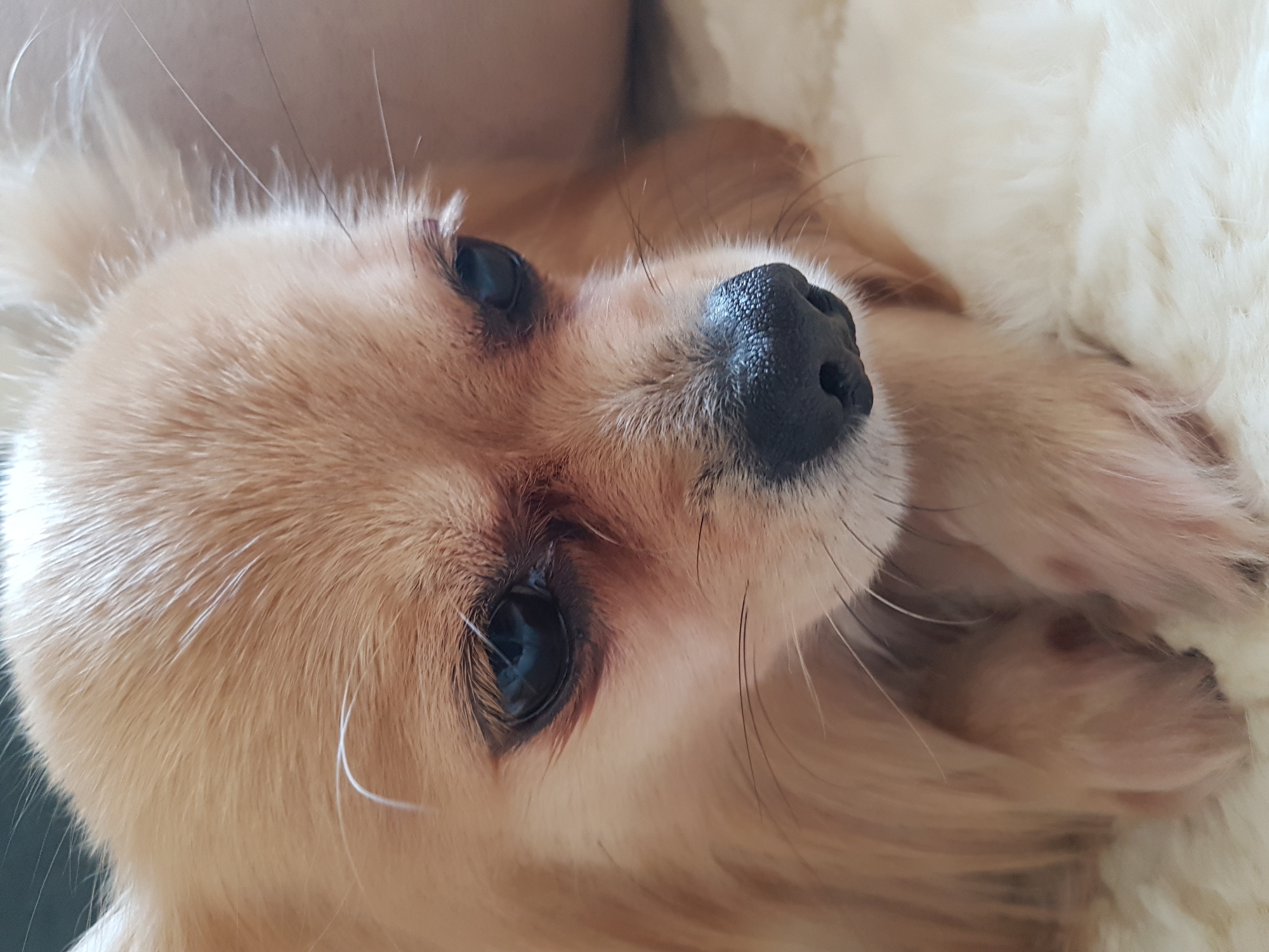 The image is a close-up, high-angle shot of a small, long-haired dog, likely a Chihuahua or similar breed, resting indoors. The dog has soft, light brown and tan fur. Its prominent left eye, a dark reflective orb, is directed slightly upwards and to the right of the frame. The dog's black, textured nose and delicate whiskers are also clearly visible.
The dog is lying on a soft, fluffy, light-colored surface, possibly a white or cream blanket or pet bed, which fills part of the background. The scene suggests a calm and relaxed atmosphere. The lighting is soft and natural, indicating daytime conditions indoors. The dog appears peaceful, with a gentle, curious gaze. No specific activity is taking place other than the dog resting. There are no visible location cues within the image, nor is any text present. The location context provided is Saint Petersburg, Russia.