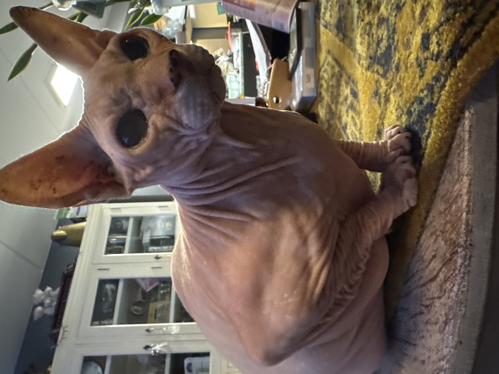 A Sphynx cat is sitting on a wooden surface in front of a rug. The cat is pink and hairless with large ears and big, dark eyes. Behind the cat is a white cabinet with glass doors, filled with various items. Further in the background, a light fixture is visible. The scene appears to be indoors, in what could be a domestic setting. The location is Hallum, Netherlands.
