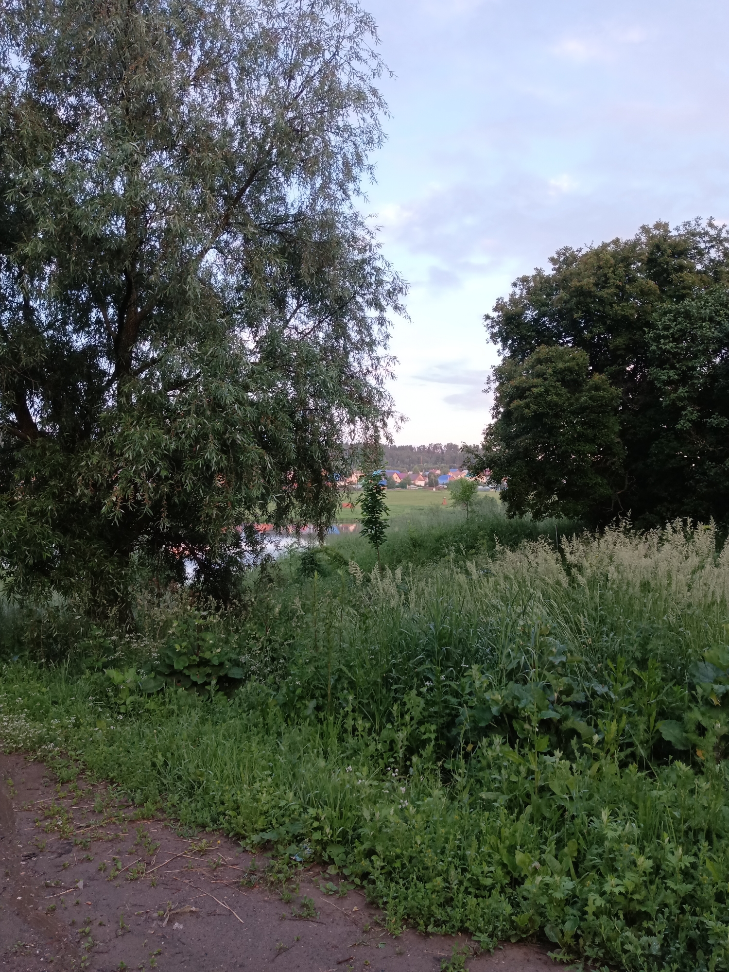 The image depicts a rural landscape scene with a body of water visible in the distance, likely a river or lake. In the foreground, there is a dirt path or road. Lush green vegetation, including tall grasses and leafy plants, dominates the middle ground and borders the path. Two large trees are prominent: one on the left with a dense canopy of slender leaves, and another on the right with a fuller, darker green foliage. In the background, across the water, a small cluster of houses with colorful roofs can be seen, suggesting a village or settlement. The sky above is a soft blend of blue and white, with light clouds, indicating it is likely late afternoon or early evening. There are no people or animals visible in the frame. The scene captures a serene, natural environment with hints of human habitation in the distance, consistent with a location in or near the city of Fokino, Russia.