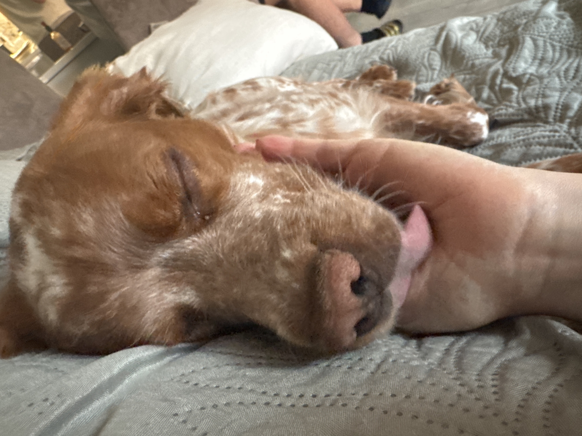 A person is caressing a sleeping dog on a bed covered with a light gray quilt. Another dog is lying asleep behind them. The background includes a white pillow and a partial view of a person's legs. The location is unknown and not identifiable as Sofia, Bulgaria.