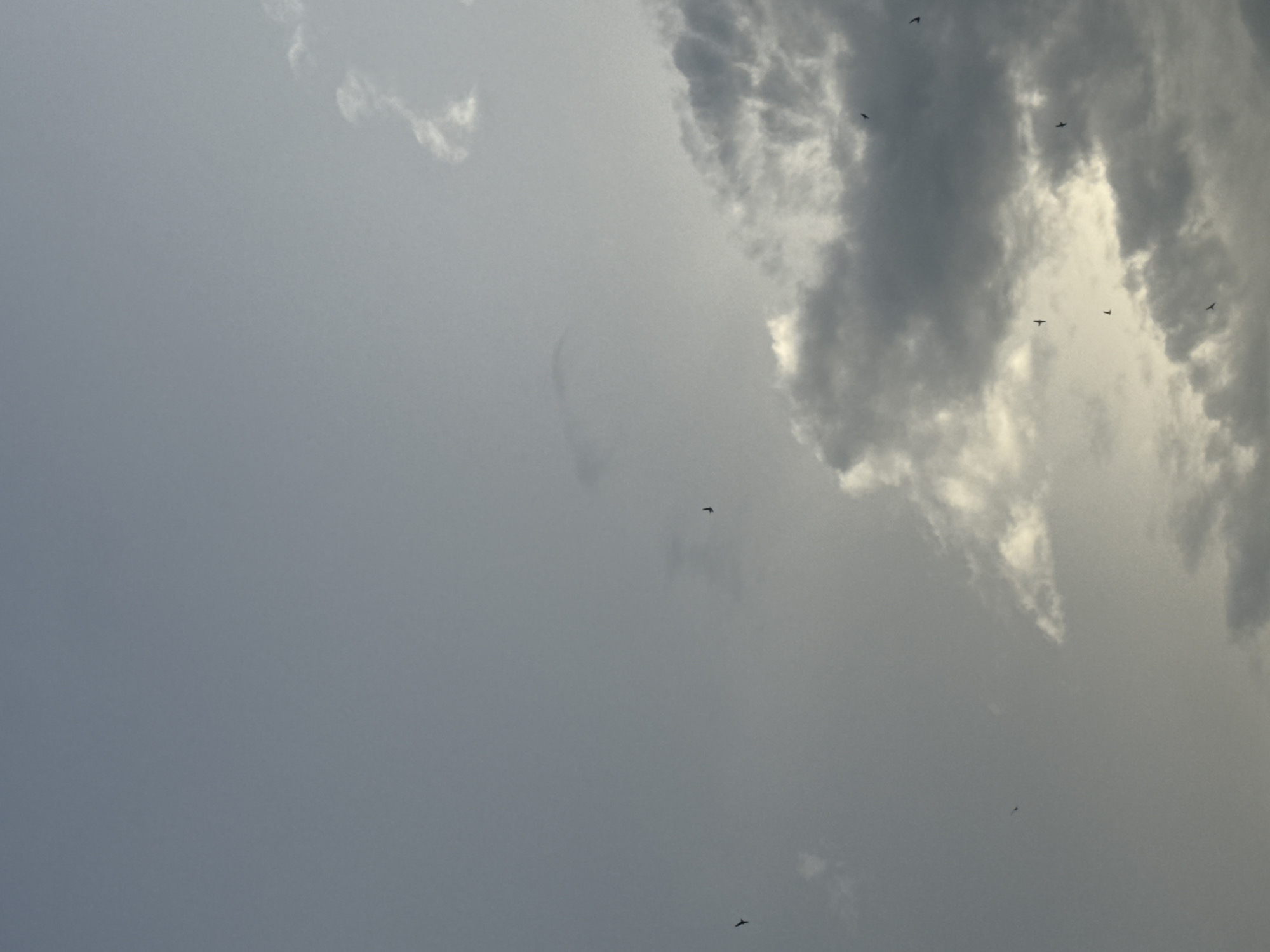 The image depicts a wide shot of a gray, overcast sky with several dark birds in flight. The clouds are scattered, with some appearing lighter and more wispy, while others are darker and more substantial. The overall lighting suggests either early morning or late evening. No specific city landmarks or people are visible, and therefore, the location in the city of Asha, Russia cannot be determined from the image alone. The birds are depicted as small silhouettes against the sky.