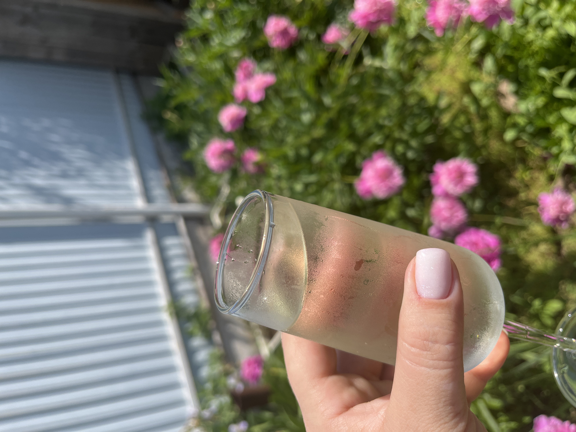 An outdoor scene in Izhevsk, Russia, captures a hand holding a glass of champagne against a backdrop of green foliage and pink flowers. The hand, with light pink fingernails, is positioned in the foreground, holding the stem of the champagne flute. The glass itself is frosted and condensation is visible on its surface, indicating it contains a cold beverage. The champagne inside is light yellow. The background features a blur of lush greenery with clusters of vibrant pink flowers, suggesting a garden or park setting. A light blue fence is visible in the upper left corner of the image. The lighting suggests it is daytime, with sunlight illuminating the scene.