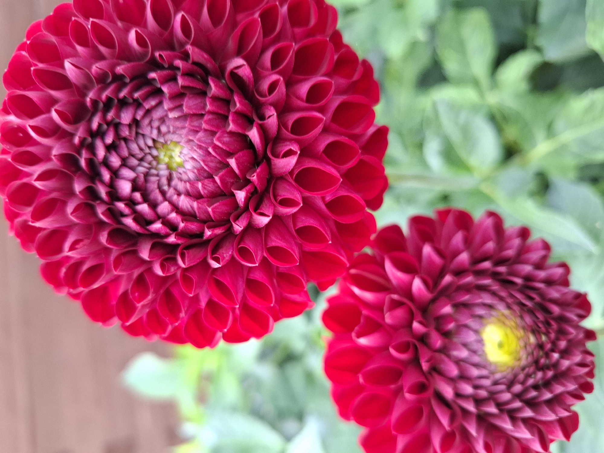 Two vibrant crimson dahlias bloom in the foreground against a soft-focus background of green foliage and a blurred brown structure, possibly a wooden fence or wall. The larger dahlia, in the upper right of the frame, is in sharp focus, revealing intricate, tightly packed petals that spiral towards a lime-green center. The smaller dahlia, positioned in the lower left, is also in focus, showcasing similar petal formations and a yellow center. The image appears to be taken outdoors, suggesting a garden setting. The location in the city of Tyumen, Russia, cannot be determined from the visual information provided in the image.