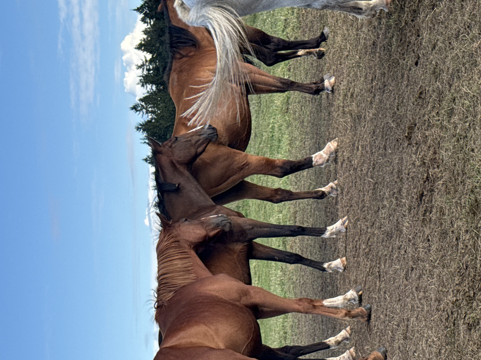 A group of five horses are standing in a field in Galinė, Lithuania. The horses are of various brown and white colors. The ground is covered with dry grass and dirt. In the background, there are trees and a blue sky with some clouds. The horses appear to be standing still, facing different directions. The lighting suggests it is daytime, possibly late afternoon given the angle of the sun.