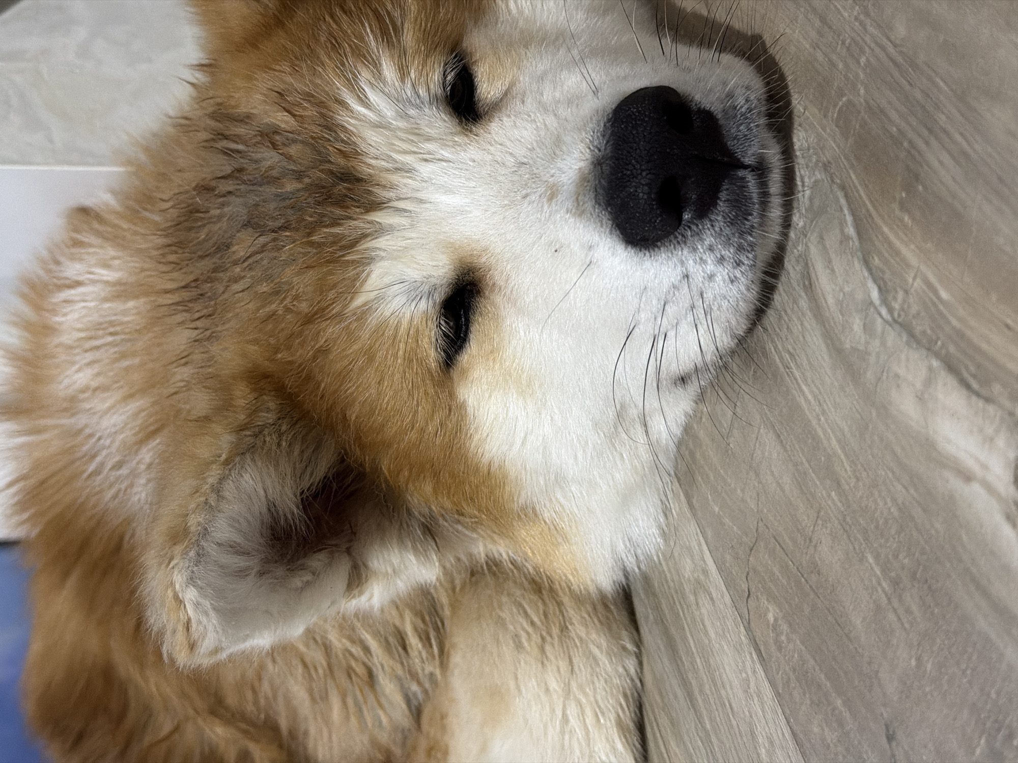 A close-up shot depicts a sleeping dog, likely an Akita breed due to its characteristic facial features and fur coloration. The dog is lying on what appears to be a wood-patterned surface, possibly flooring. The dog's fur is a mix of brown, beige, and white. Its eyes are closed, and the large, black nose is prominent. The location is unknown, and cannot be verified.