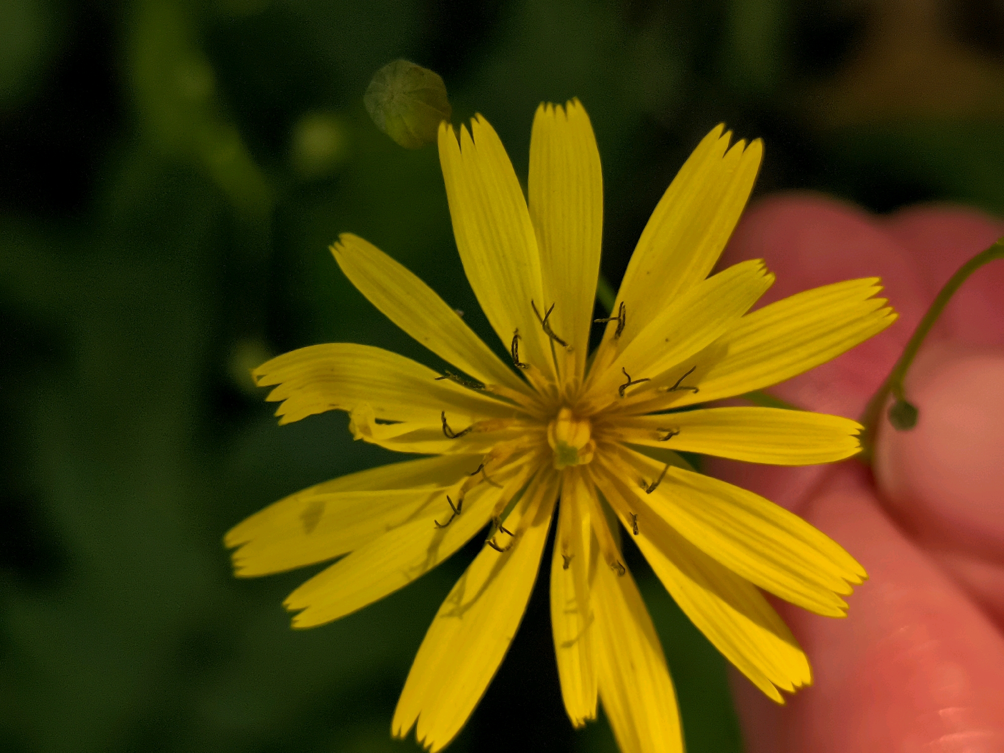A close-up, top-down shot showcases a bright yellow flower with numerous pointed petals, each with a slight notch at the tip. The flower's center features delicate dark stamen. To the upper left of the flower, a small, unfurled green bud is visible. The background is a dark, out-of-focus green, suggesting foliage. A hint of a person's hand, with a pinkish hue, is visible on the right side of the frame, partially holding or near the flower. The image appears to have been taken outdoors in a natural setting, likely a garden or park, potentially within the city of Batumi, Georgia, given its coastal and lush environment. The lighting suggests it might be daytime, possibly overcast or in shaded conditions, given the soft illumination.