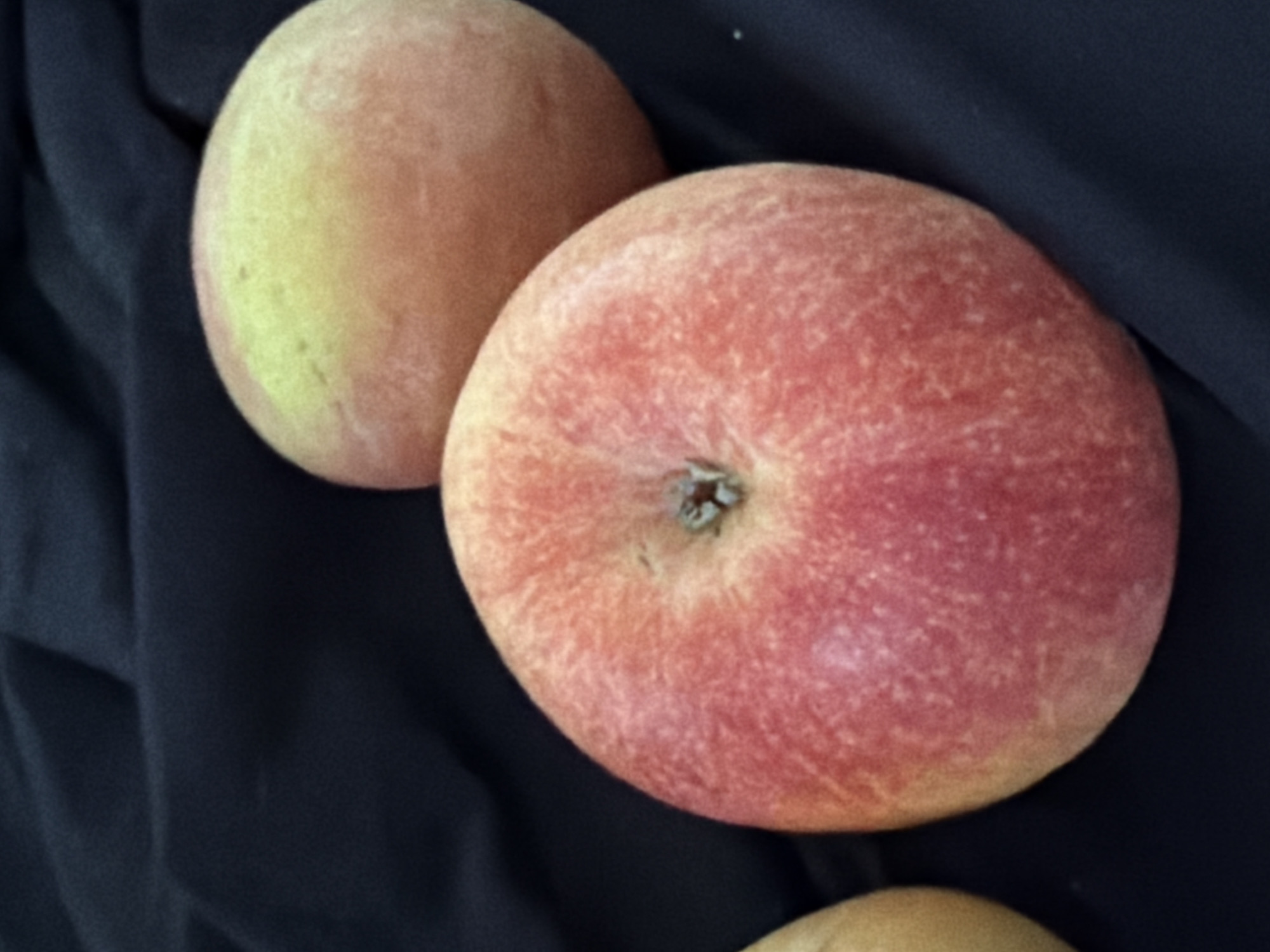This media file is a close-up, overhead shot of three apples on a dark, wrinkled surface, likely fabric. The apples are the primary subjects. The apple in the foreground is a vibrant red with a textured skin, showing hints of yellow and pink. It is positioned diagonally, with its stem end visible and slightly indented. To the left and slightly behind this apple is another apple, predominantly a soft yellow with a blush of pink, appearing rounder and smoother. The third apple, or a portion of it, is visible at the very bottom of the frame, appearing to be a light yellow or beige. The dark background creates a strong contrast, making the colors of the apples stand out. There is no text visible in the media file. The lighting appears to be soft and diffused, highlighting the textures and colors of the fruit. The scene is static, with no activity or event taking place. The overall impression is one of simple, natural beauty, with a focus on the fruit itself.