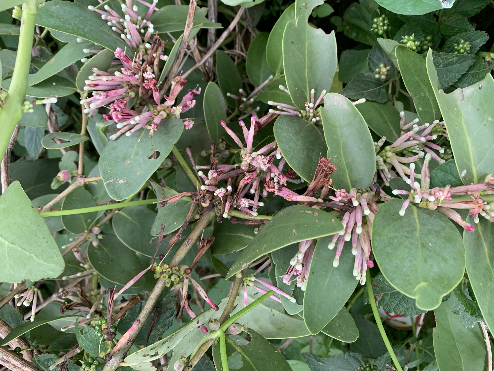 This media file is a close-up, overhead shot of a plant with green leaves and clusters of pink and white flowers. The leaves are ovate and fleshy, with some appearing to have small holes or tears. The flowers are arranged in spikes, with delicate, elongated petals. Some of the flowers appear to be in bud, while others are more fully open, revealing small, dark centers. There are also small, green, berry-like structures visible on some of the stems. The plant is densely packed with foliage, and the background is filled with more greenery, suggesting a natural outdoor setting. The lighting appears to be natural, possibly indicating daytime. No people, text, or specific environmental details like weather are discernible. The overall impression is one of lush, natural growth.
