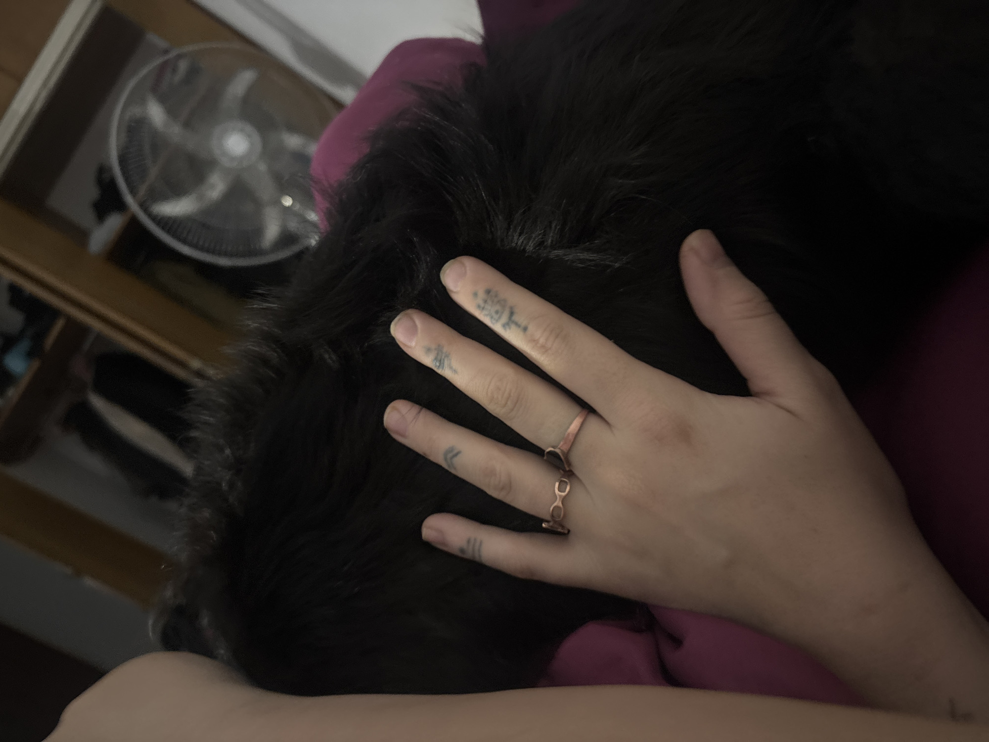 The image presents a close-up, intimate scene indoors, likely in a bedroom or living room in Buenos Aires, Argentina, under dim lighting conditions. The primary subjects are a person's hand and the head/body of a dark-furred animal, possibly a cat or a dog.
The light-skinned hand, adorned with two rings—a simple band on the ring finger and a decorative, chain-link style ring on the middle finger, both appearing to be copper or rose gold—is gently resting on the animal's dark, thick fur. Faint tattoos are visible on the fingers; notably, on the index finger, there are several vertical characters that resemble East Asian script, possibly Japanese or Chinese. Another subtle tattoo is present on the pinky finger.
The animal's dark fur, appearing very soft, occupies a significant portion of the frame, with only a small portion of its face or body obscured by the hand. A deep purple or maroon fabric, likely a pillow or blanket, provides a soft, rich background against which the animal rests. In the upper left background, a domestic fan with clear blades and a white guard is visible, hinting at the room's temperature or simply being a common household item. Wooden furniture is also partially visible in the background, suggesting shelving or a headboard. The overall atmosphere is one of comfort, calm, and affection, indicated by the gentle placement of the hand on the animal. The low light suggests it could be evening or night.
