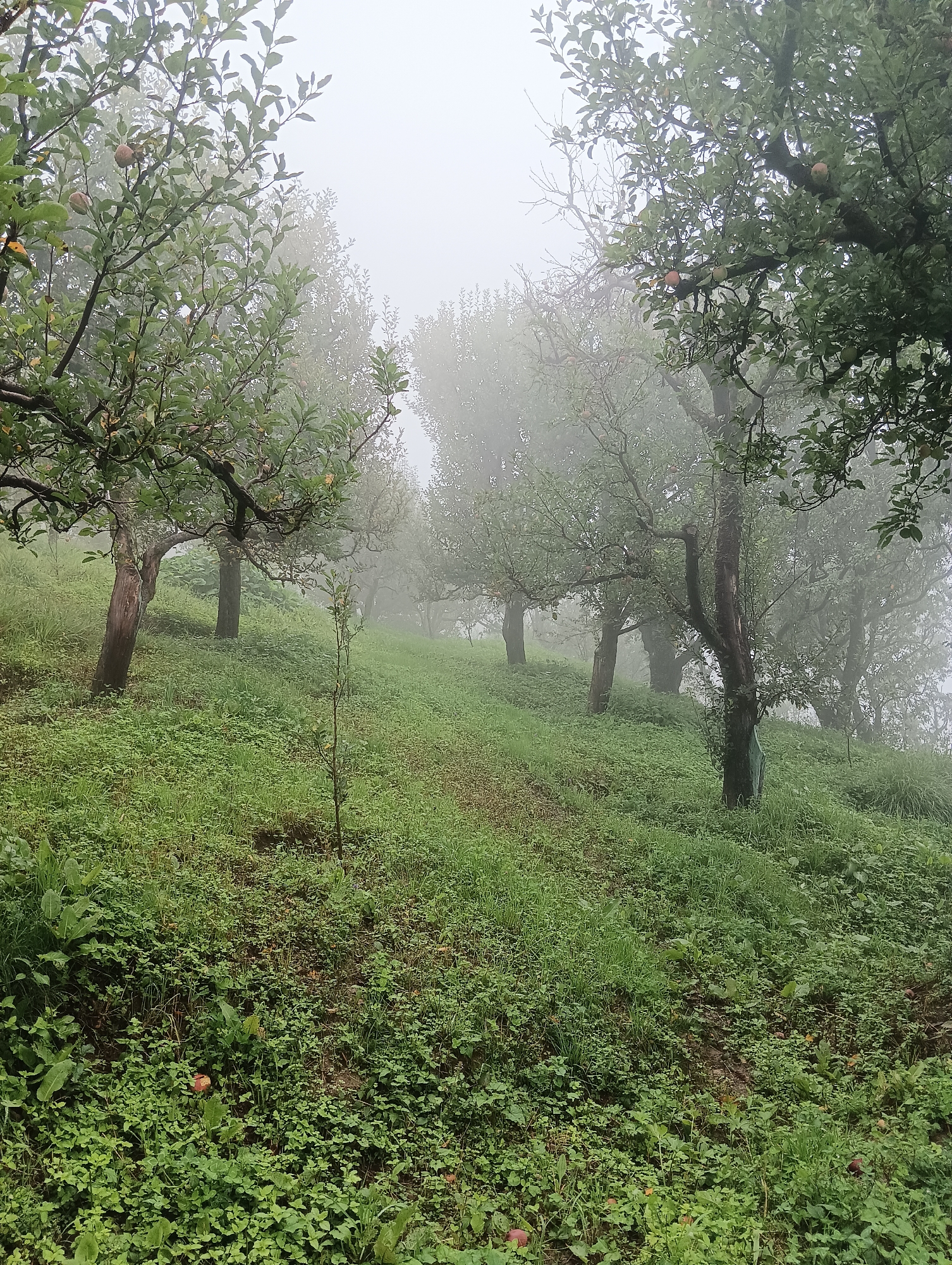 An apple orchard is depicted in Siumsa, India, on a foggy day. The orchard is located on a grassy hillside with mature apple trees. The trees have gnarled branches and are laden with apples. The grass is a vibrant green and appears to be growing over fallen apples. The fog obscures the background, creating a soft, ethereal atmosphere. The image is taken from a low angle, looking up the hillside.