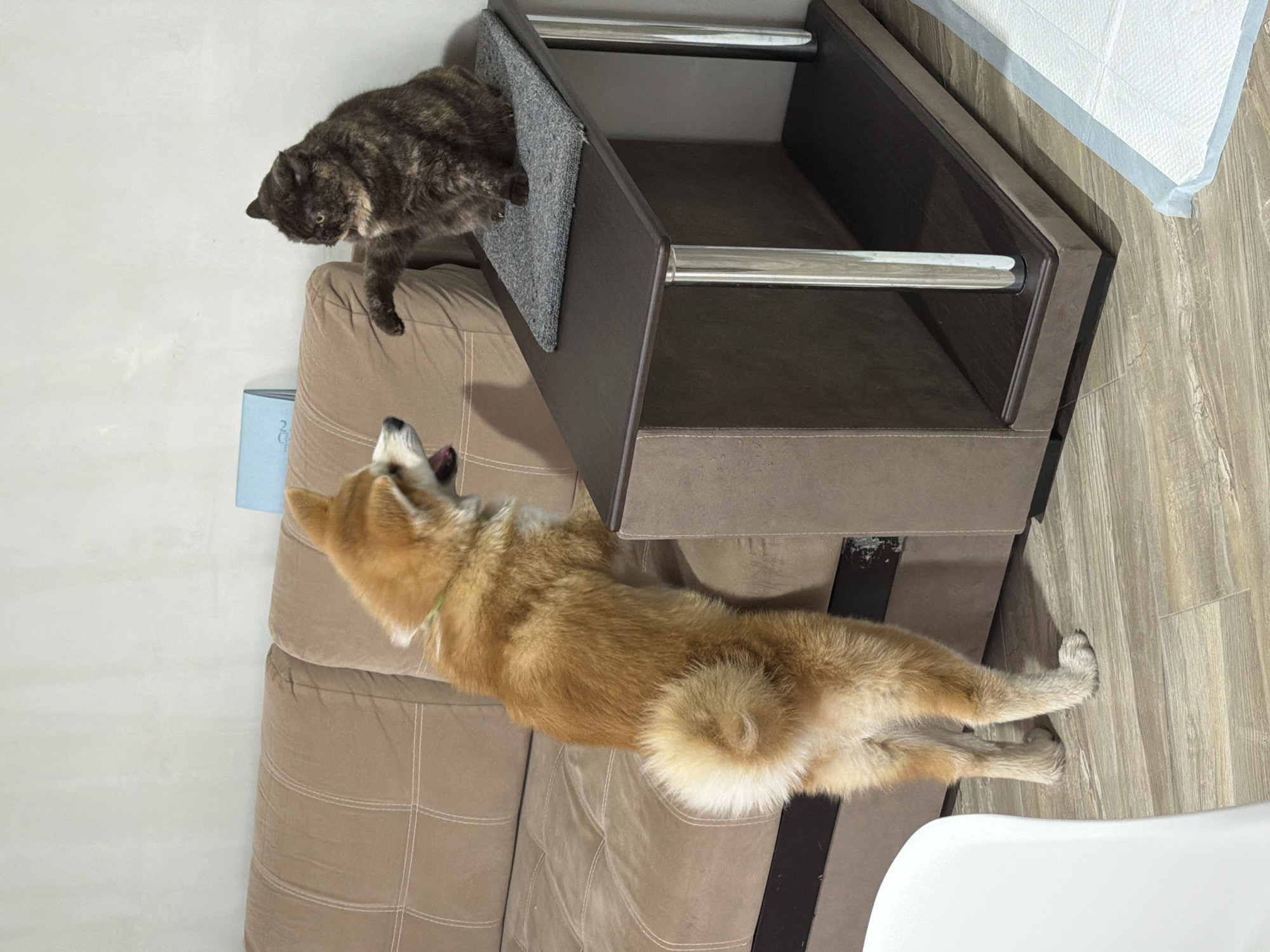 A brown tabby cat is perched on the edge of a brown cat house on a brown sofa, while a tan Shiba Inu dog is stretched out on the sofa below, with its head near the back of the sofa and its tail near a white chair. The cat house has silver bars. The floor is wood-patterned. The scene is indoors and the location may be in Chaikovsky, Russia.