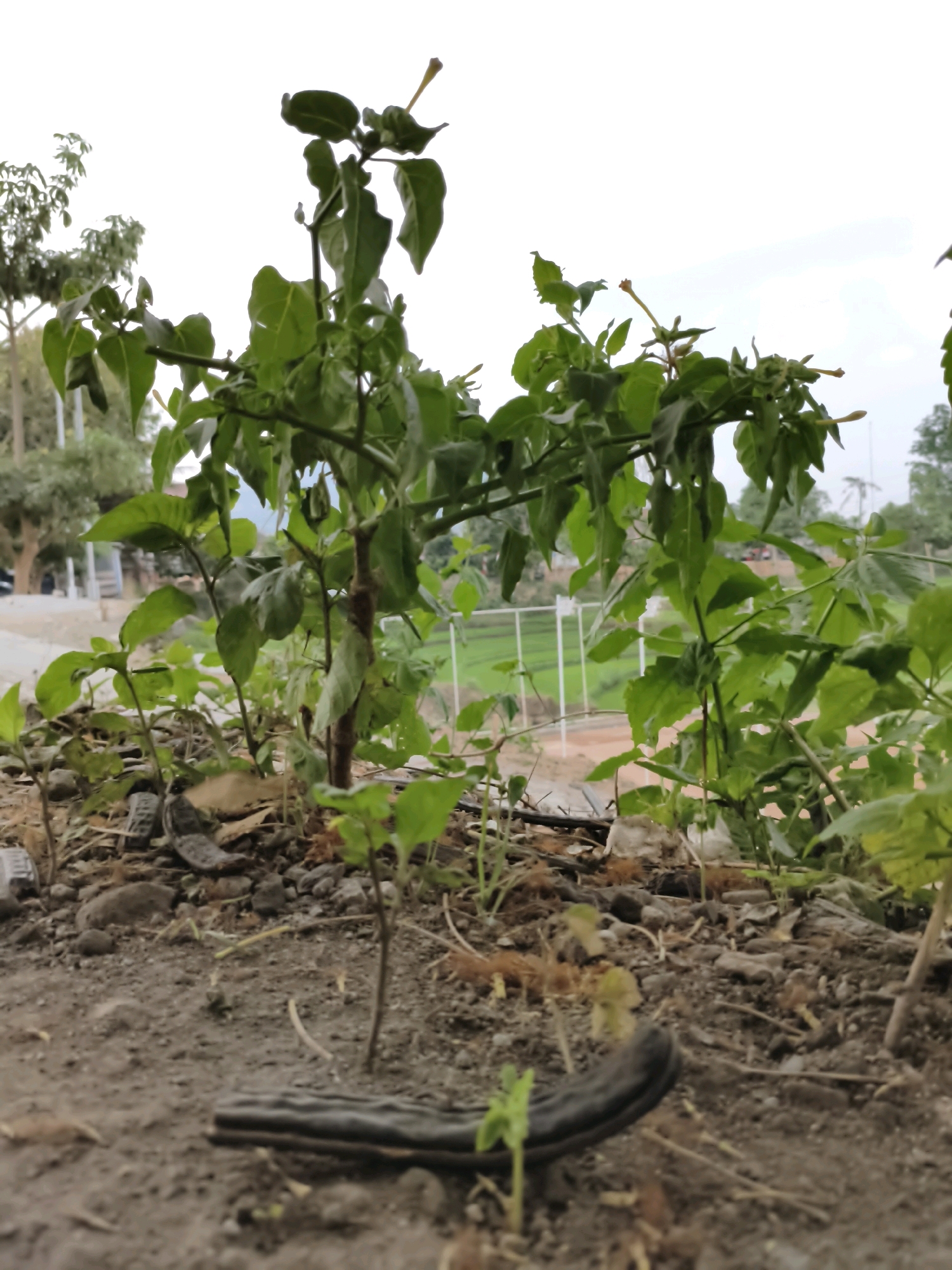 The image shows a low-angle view of a plant with green leaves and some buds. The plant is growing in soil with small stones and dry leaves. In the foreground, there is a dark, curved object that appears to be a piece of debris, possibly rubber or plastic. In the background, there is a blurred scene of trees, a white fence, and a green field, suggesting an outdoor setting in a semi-rural or park-like area. The sky is overcast. The location is Puhpelem, Indonesia.