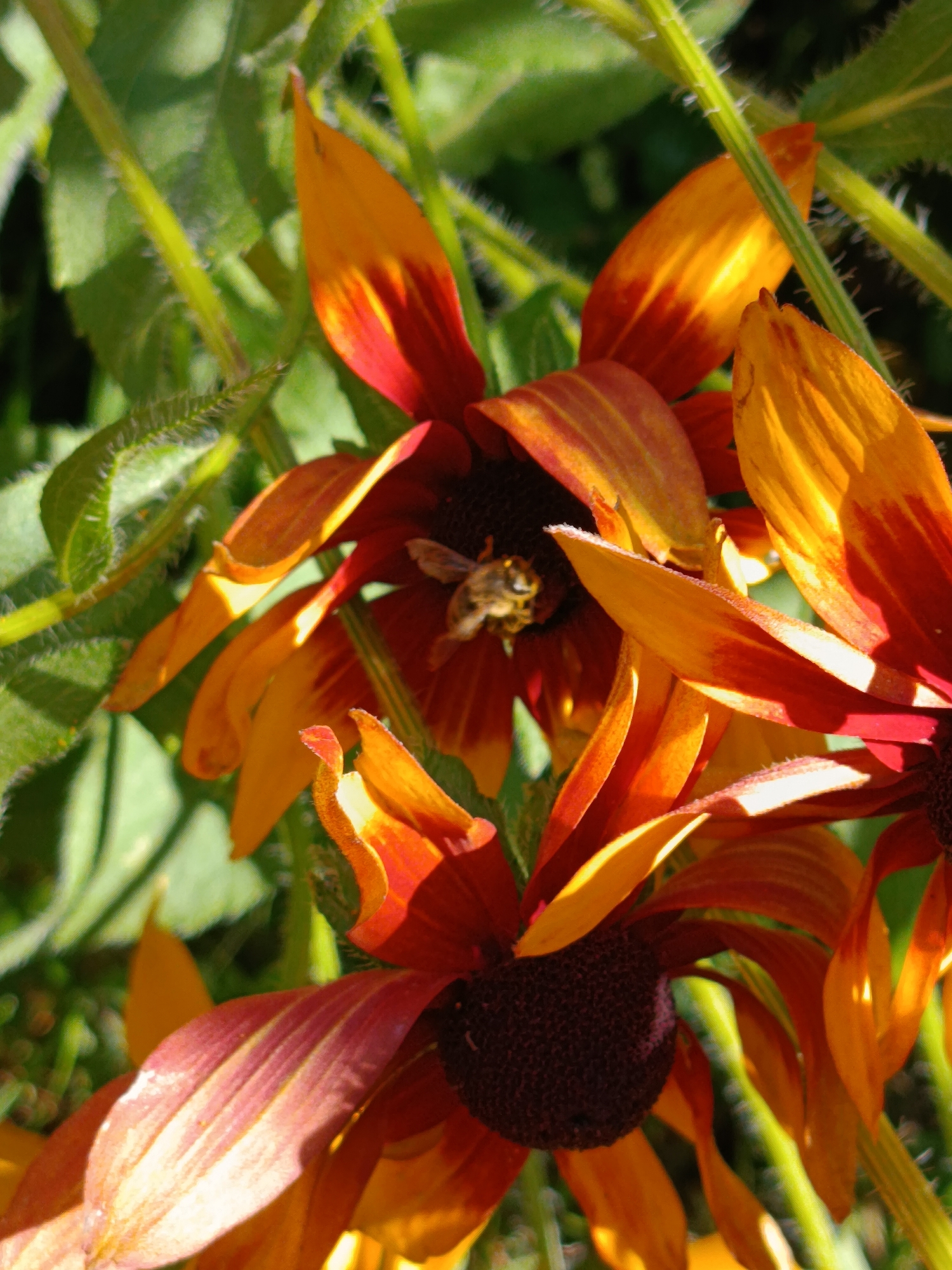 The image shows a close-up view of two rudbeckia flowers, also known as Black-eyed Susans, in a garden setting. The flowers are predominantly orange and red with dark brown centers. One of the flowers has a bee visible on its petals, appearing to be collecting nectar. The surrounding foliage is green and lush, suggesting a natural environment. The lighting suggests it is daytime, with sunlight illuminating the petals and casting shadows. The image does not contain any elements that would indicate a specific location within the city of Vereya, Russia, or any other urban context. The scene is entirely natural, focusing on the flowers and the bee.
