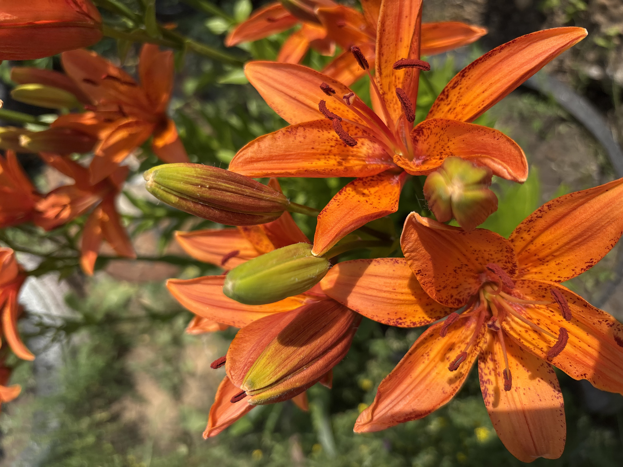 In Vishnevka, Russia, a close-up, eye-level shot showcases several vibrant orange tiger lilies in bloom. The lilies, characterized by their prominent dark red speckles and recurved petals, are the central focus. Some flowers are fully open, revealing their stamen and pistils, while others are in bud, their green sepals partially concealing the developing petals. The background is a soft blur of green foliage and earth, suggesting an outdoor garden setting bathed in natural sunlight. The lighting creates a strong contrast, highlighting the texture and color of the lilies. No people or animals are present in the scene.