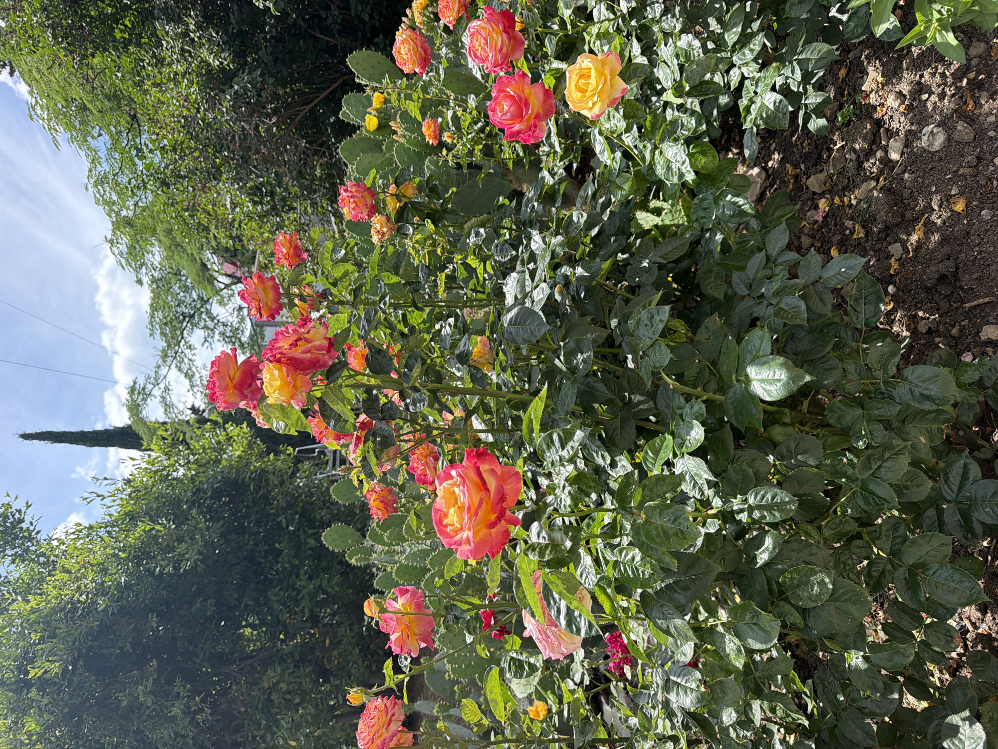 In Partenit, Ukraine, a lush garden bursts with vibrant, bi-colored roses, predominantly in shades of pink and yellow, set against a backdrop of green foliage and a partly cloudy sky. Prickly pear cacti are interspersed among the rose bushes, adding a unique textural element to the scene. Tall trees and a solitary, slender tower rise in the distance, hinting at the surrounding landscape. The ground beneath the flowers is a mixture of dark soil and small stones. The overall impression is one of a well-tended, sun-drenched garden, showcasing a variety of plant life.