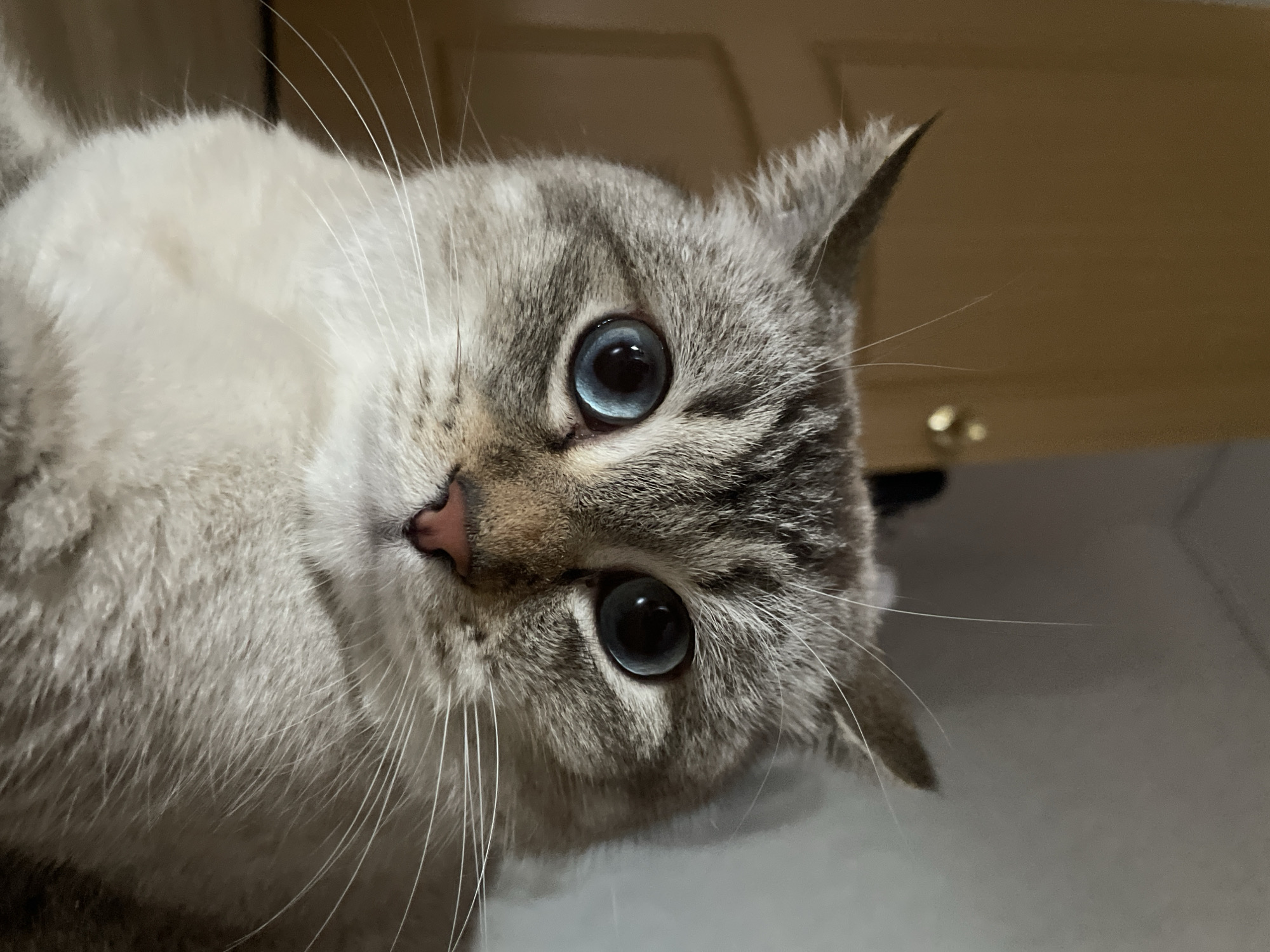 The image is a close-up, low-angle shot of a cat's face. The cat has light gray and white fur with darker tabby markings on its head and ears. Its eyes are large and blue, with dilated pupils. Its nose is pink, and its whiskers are long and white. The background is blurred, showing a wooden door on the left and a neutral-colored wall on the right. The lighting is dim, casting soft shadows. There is no discernible indication of the cat's location within the city of Votkinsk, Russia.