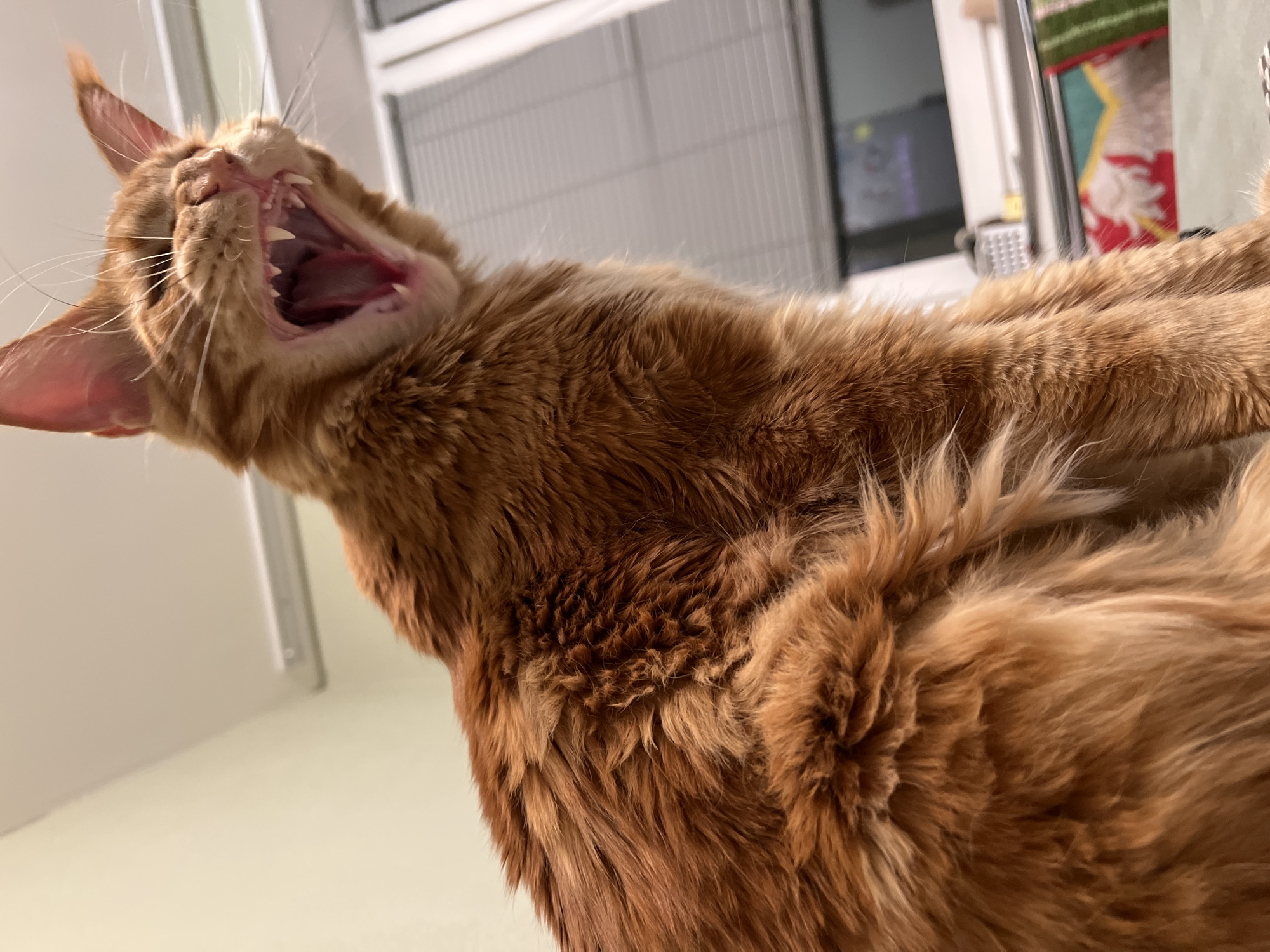 A close-up, low-angle shot depicts an orange tabby cat with its mouth wide open, possibly yawning or roaring. The cat's teeth are prominently displayed. The cat is indoors, with a window and blinds visible in the background. The interior appears to be a home. The image does not provide enough detail to determine the exact location or to confirm its existence in St. Petersburg, Russia.