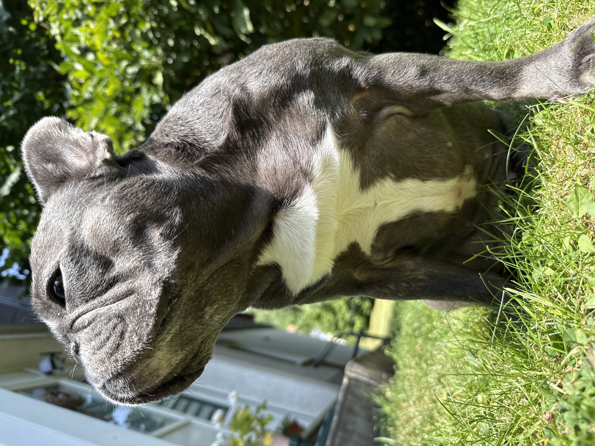 A close-up, low-angle shot captures a grey French bulldog sitting on lush green grass. The dog's head is turned to the left, with its wrinkled face and alert eye visible. A patch of white fur adorns its chest. In the background, a light-colored building with windows and green foliage suggests an outdoor setting, likely a residential yard. The image is taken on a sunny day, with shadows indicating the bright lighting. The specific location of Bad Sachsa, Germany, is not evident from the visual information provided in the image.