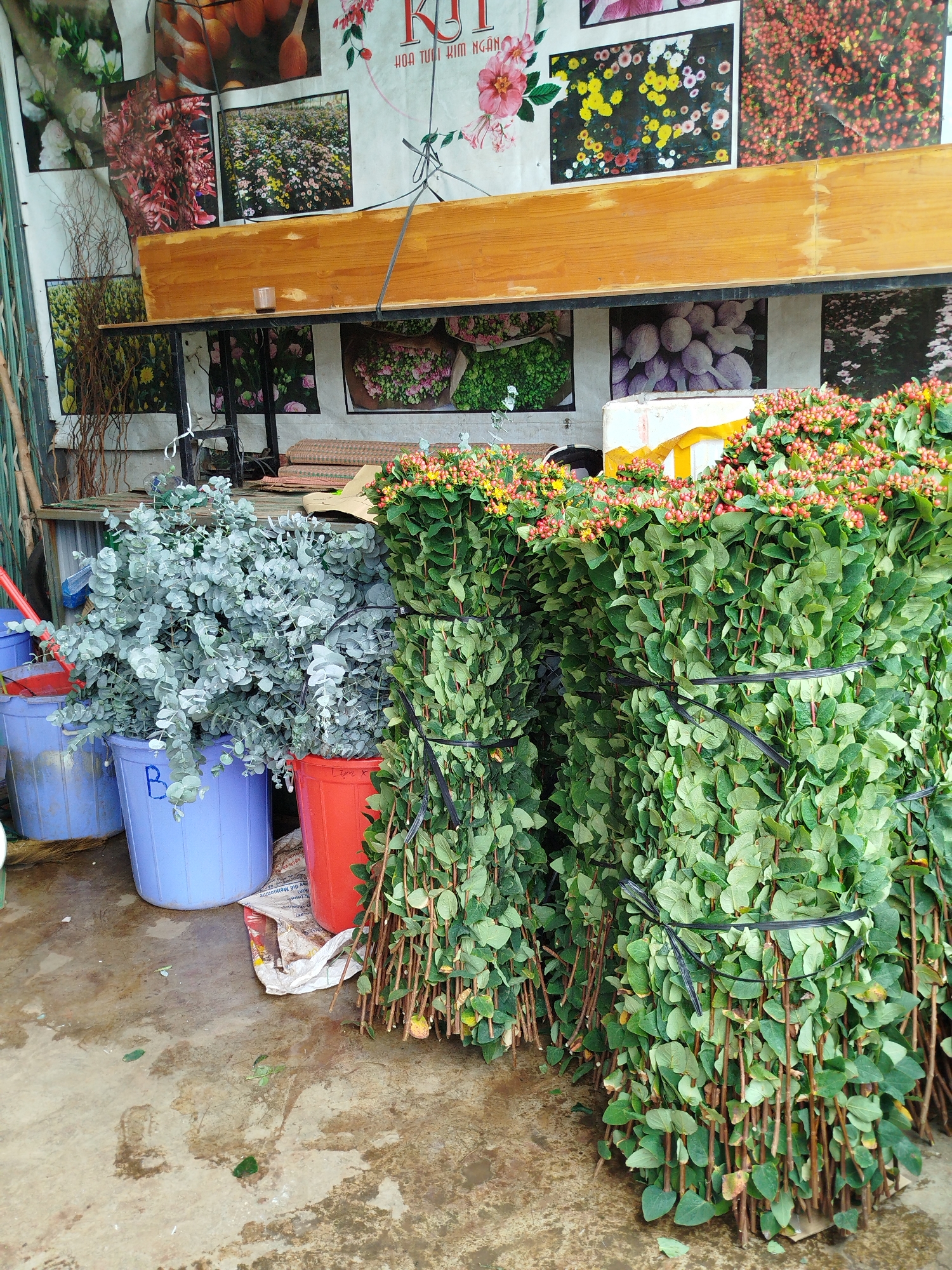 The scene shows a flower shop in Cam Ly - Đà Lạt, Vietnam. Bunches of green Hypericum with red berries are bundled and stacked on the right. To the left are buckets of silvery-blue eucalyptus leaves. The floor is wet. In the background, a wooden shelf sits against a wall decorated with posters of flowers and plants. A metal pipe is visible against the wall to the left.