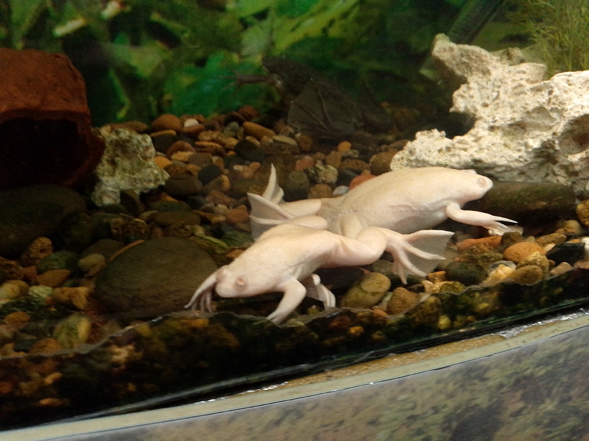 Two albino African clawed frogs are in a shallow aquarium. The frogs are pale pink with visible toes. The frog in the foreground is on its side, with its front legs extended. The second frog is behind it, mostly submerged in water, with its hind legs tucked beneath it. The aquarium has a rocky substrate and some green aquatic plants in the background. The frogs appear to be healthy and active.