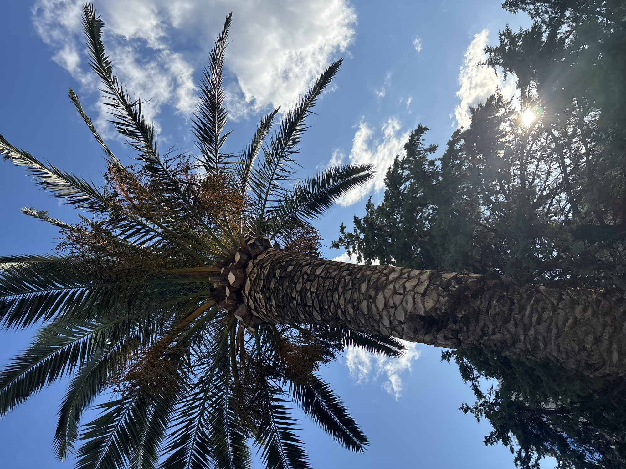 This image presents a vibrant low-angle view of natural scenery, dominated by a palm tree and evergreen trees set against a bright blue sky. The perspective is looking upwards, showcasing the undersides of the foliage and the tree trunks.
The most prominent subject is a large palm tree, its textured trunk extending diagonally from the bottom right towards the upper left of the frame. The trunk displays a distinctive pattern of rough, segmented bark. Its abundant green fronds fan out across the sky, with some appearing dark and silhouetted against the bright light, while others catch the sun, revealing their intricate structure. Clusters of brownish fruit or seeds are visible nestled among the fronds near the crown of the tree.
To the right of the palm tree, a dense cluster of dark green evergreen trees, possibly cypress or juniper, fills a significant portion of the frame. The sun is brightly shining through the canopy of these evergreens, creating a prominent starburst lens flare in the upper right quadrant of the image.
The sky is a brilliant, clear blue, interspersed with scattered, fluffy white cumulus clouds. The strong, direct sunlight indicates a sunny day, likely mid-morning or afternoon, given the intensity of the light and the sun's position. The overall impression is one of a warm, pleasant day in a natural, possibly coastal or Mediterranean, environment. There are no people, human activities, or visible text in the image. The scene aligns with the context of Budva, Montenegro, known for its Mediterranean flora.