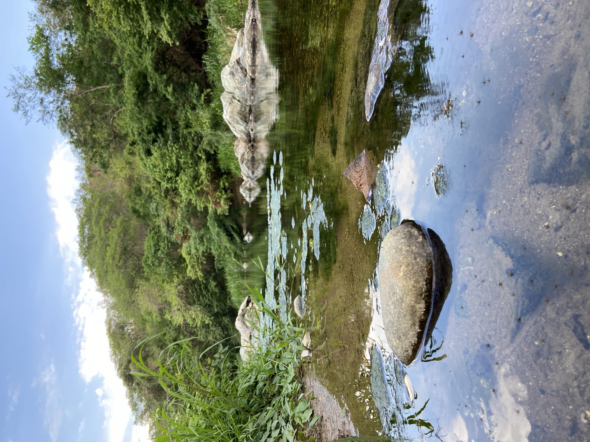 The image presents a serene natural landscape, capturing a section of a shallow river or stream in El Jabillo, Venezuela. The perspective is low, looking across the clear water towards a verdant bank and the sky.
In the foreground, a prominent, smooth, dark grey stone rests partially submerged in the water on the right. The water is clear, revealing a sandy and pebbly riverbed. Numerous small insects, likely water striders, are scattered across the water's surface, particularly visible in the central and right areas. Patches of lighter green algae or aquatic plants float on parts of the water.
The left bank is adorned with vibrant green grass and other foliage growing at the water's edge. Further back along this bank, several large, light-colored rocks or boulders are partially submerged and clearly reflected in the water's surface. The background is dominated by a dense array of lush green trees and shrubs, creating a rich canopy that is also mirrored distinctly in the reflective water.
The sky, visible in the upper left portion, is bright blue with scattered white clouds, indicating a clear daytime setting, likely morning or afternoon. The overall atmosphere is one of tranquility and untouched natural beauty. There are no people or visible text in the scene.