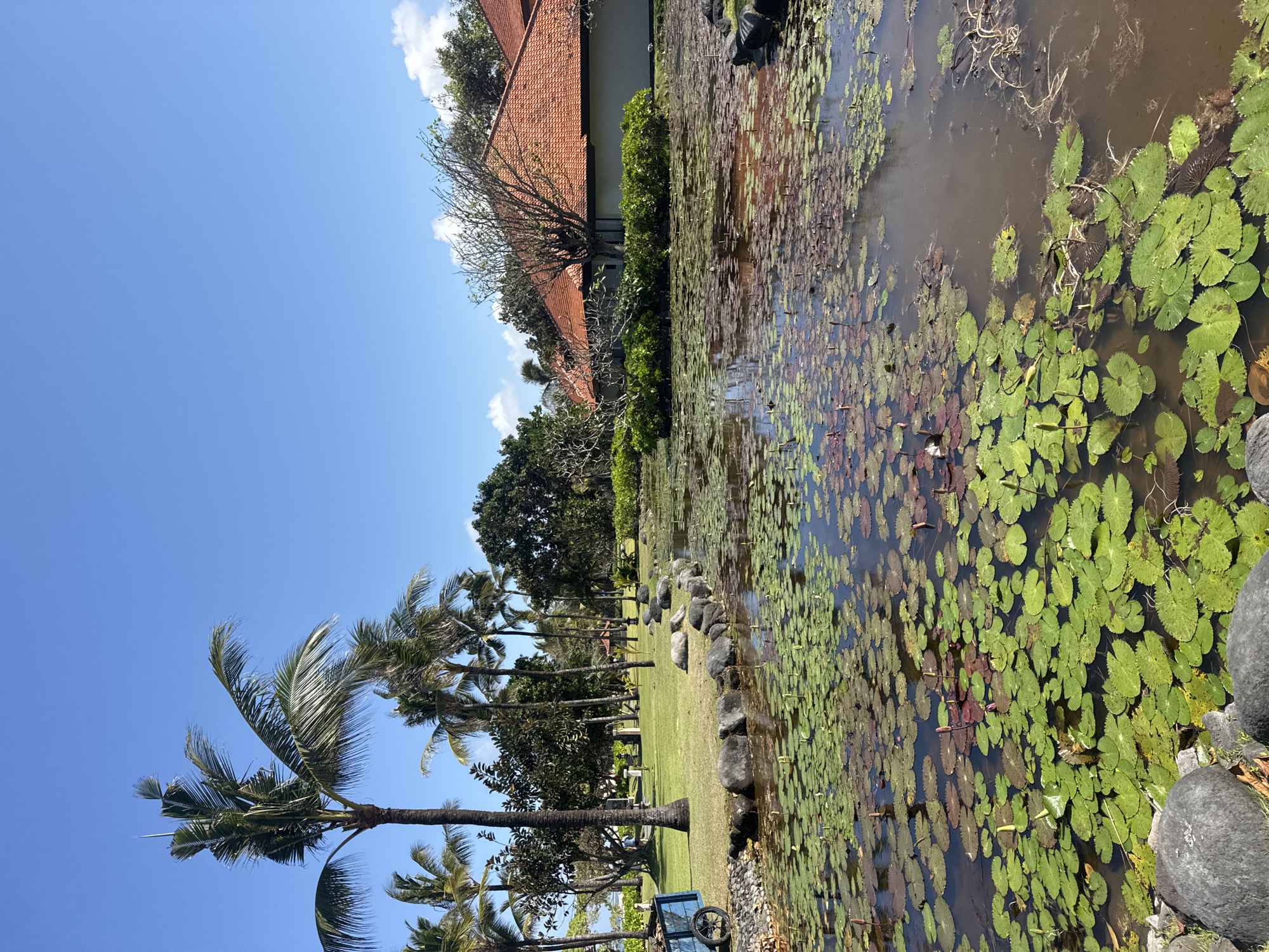 A sunlit outdoor scene in Kuta Selatan, Indonesia, features a pond filled with lily pads and partially bloomed lotus flowers, a neatly mown grassy area with several palm trees, a stone border along the pond, and a building with an orange tiled roof in the background. The sky is clear and blue, with a few wispy clouds. On the left side of the image, a blue cart with large wheels is partially visible near the edge of the grassy area. The building in the background appears to be a single-story structure with white walls and a large expanse of orange tile roofing. Lush green foliage surrounds the building and stretches towards the background. The pond itself is a prominent feature, occupying the foreground and midground, with its surface covered by a dense carpet of green and reddish-brown lily pads, interspersed with numerous lotus buds. The water is murky, reflecting the sky and surrounding vegetation. The overall atmosphere is tranquil and tropical.